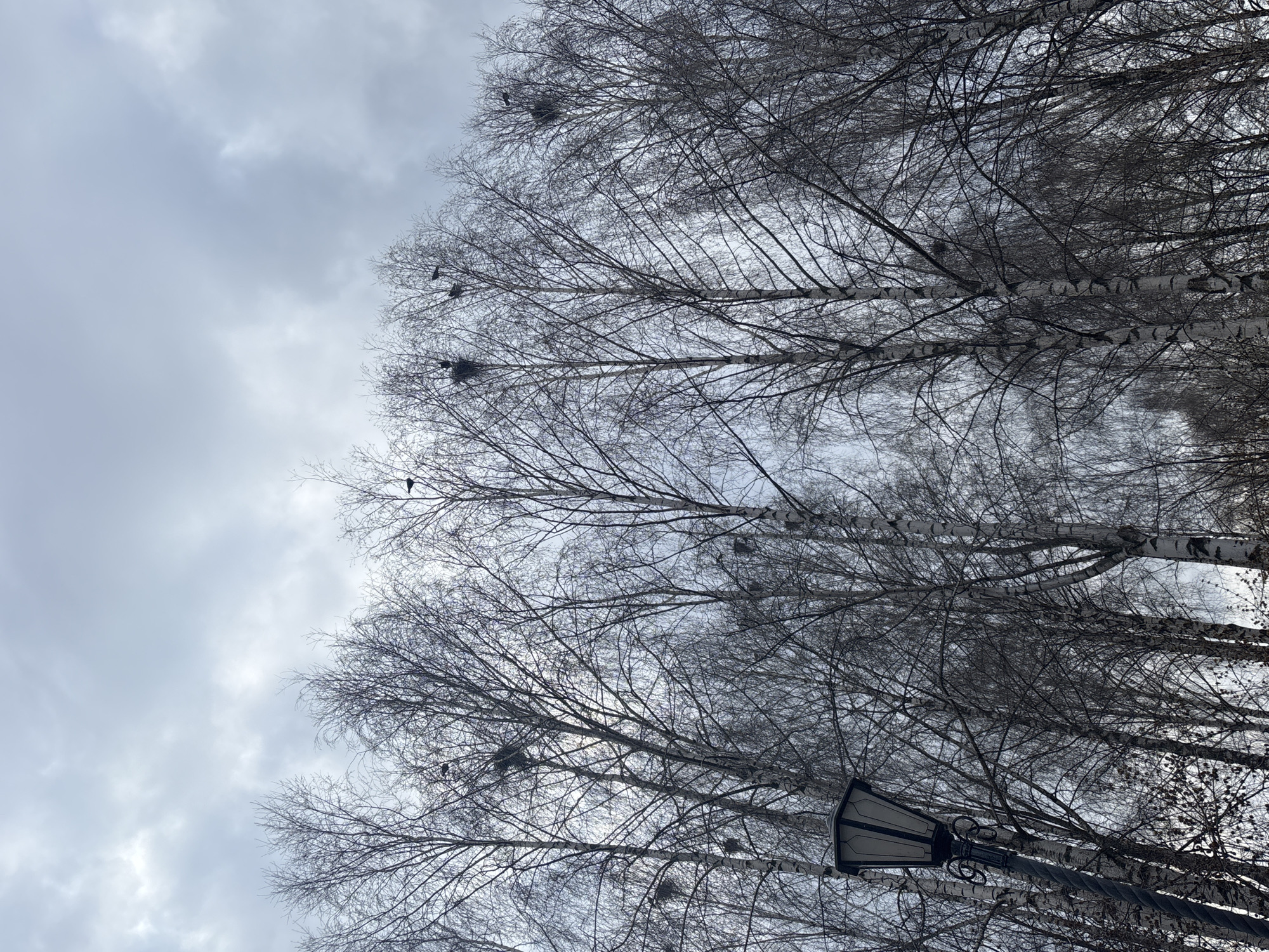 The image depicts a winter scene in Chaikovsky, Russia, with a view looking up into a cluster of bare birch trees against a cloudy sky. Several bird nests are visible in the branches. A black lamppost is partially visible in the lower right corner of the frame. No people are visible.