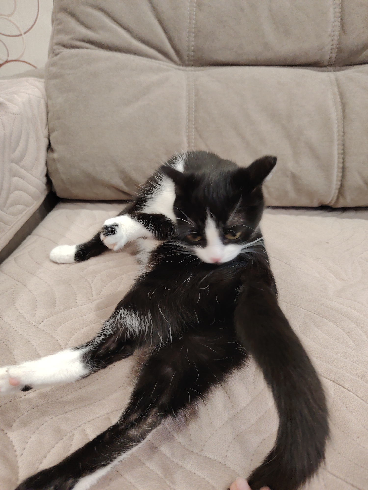 A medium shot captures a black and white cat sprawled across a light brown sofa. The cat has a predominantly black body with white paws and chest markings, its front paws are crossed. The cat is situated on a sofa with a quilted texture. The background is plain and out of focus.