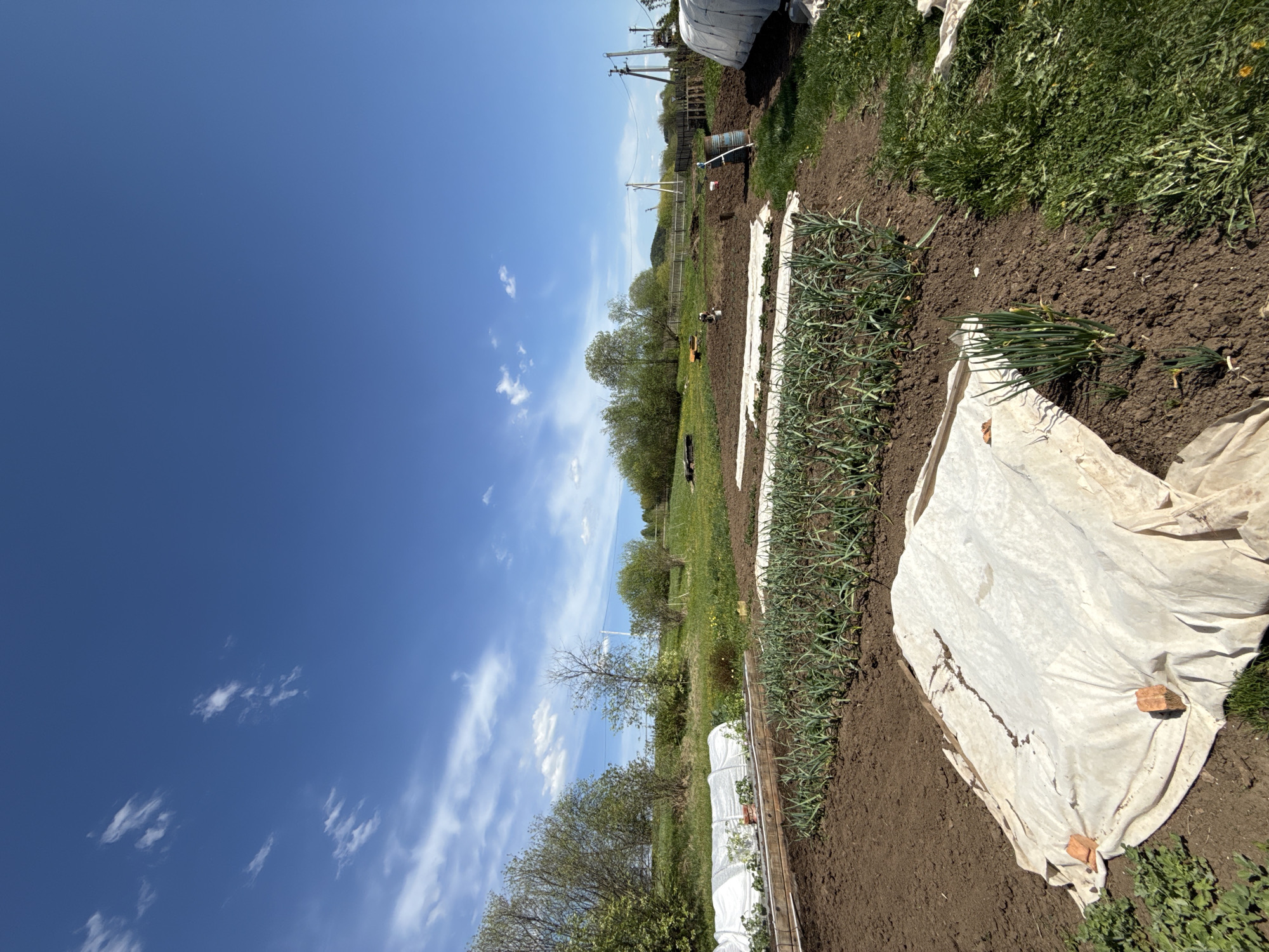 The image shows a garden scene in what is likely Nizhnyaya Chermoda, Russia, given the query context. The sky is bright blue with scattered clouds. The foreground is dominated by cultivated garden beds. One bed is covered with a dirty white cloth, held down with bricks. Another bed is planted with rows of green plants, possibly onions. There are patches of grass and weeds along the edges of the beds. In the mid-ground, there is a row of trees. Farther back, there's a fence, utility poles, and other garden structures. There are no people visible in the image.