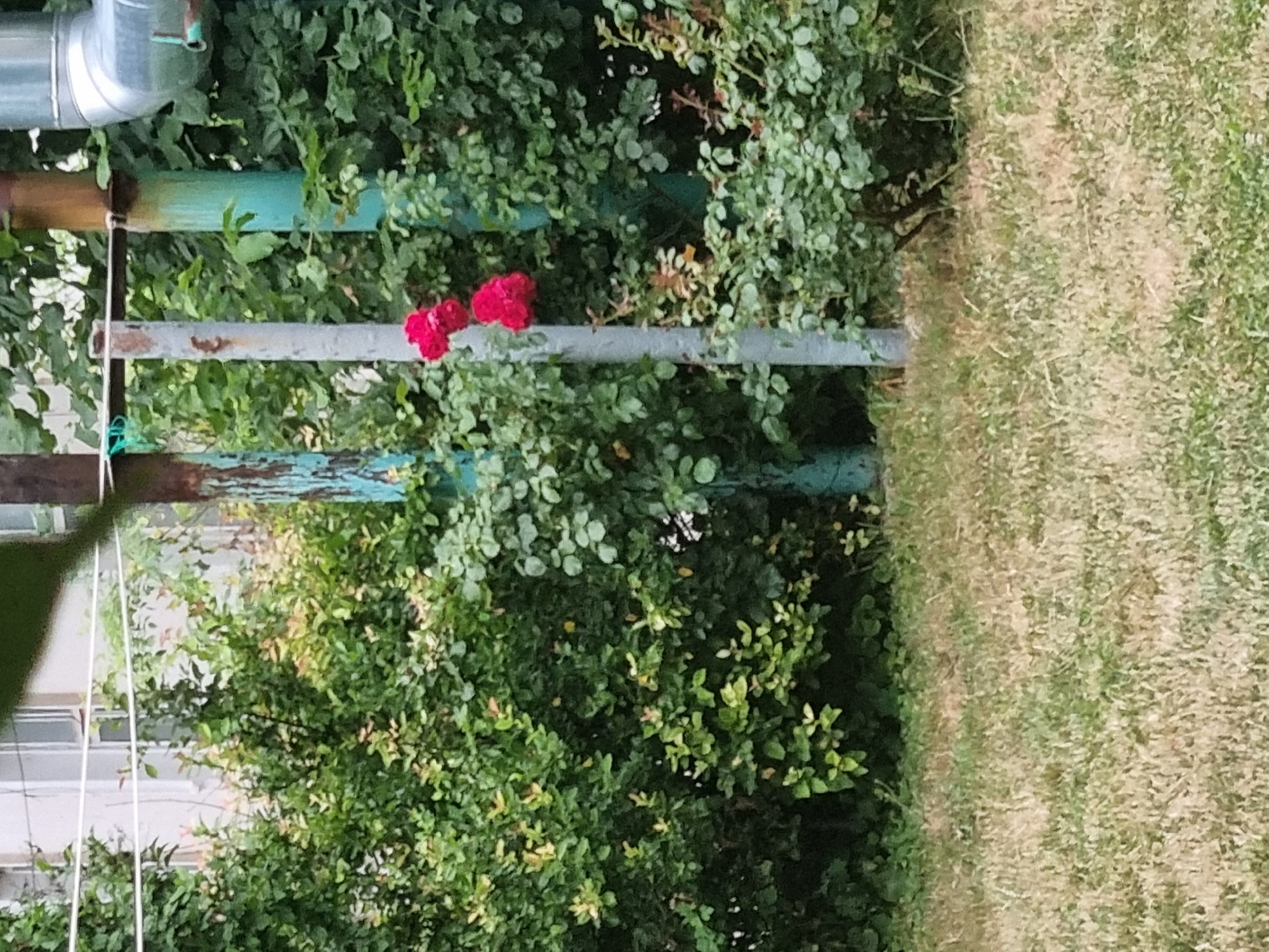 In an outdoor urban setting, a cluster of three vibrant red rose blossoms hangs from a bush situated near a metal pole. The bush is dense with green foliage, and the pole, painted light gray with hints of rust, stands to the right of the blooms. Behind the bush, a building with white-trimmed windows is visible, partially obscured by greenery. Further back, other vertical metal structures, one painted with turquoise and another with a brown hue, are present, along with a silver pipe. The ground in the foreground is covered with dry, light-brown grass. The scene appears to be a residential area, possibly a yard or common space.