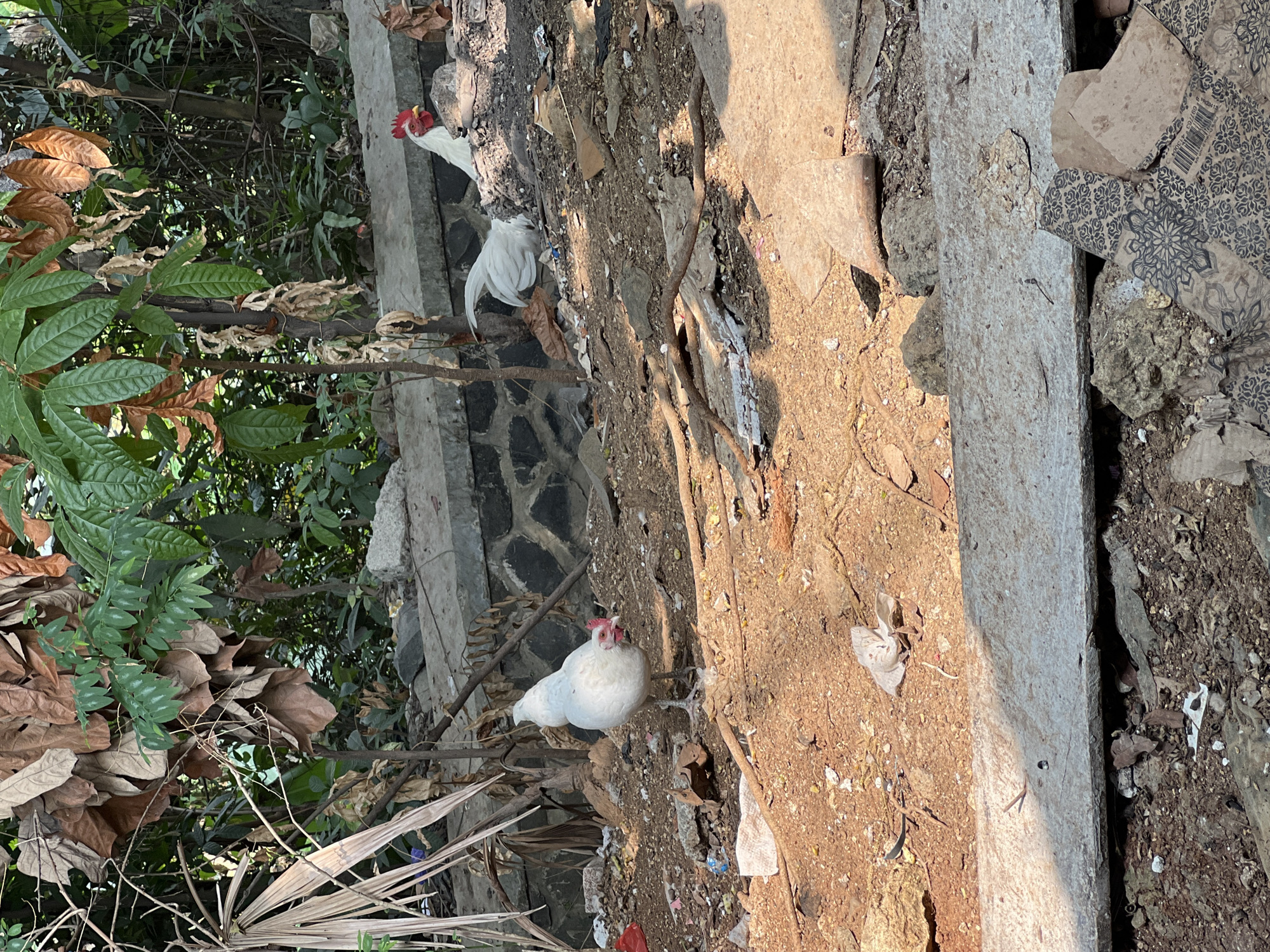A group of chickens are scattered across a dirt ground in Klapanunggal, Indonesia. The chickens are white with red combs, and some are scratching in the dirt for food. The area is overgrown with vegetation and littered with debris, including dried leaves, branches, and plastic bags. In the background, a stone wall separates the dirt area from a patch of dense greenery. Sunlight casts shadows across the scene, illuminating patches of dry earth and worn concrete slabs.