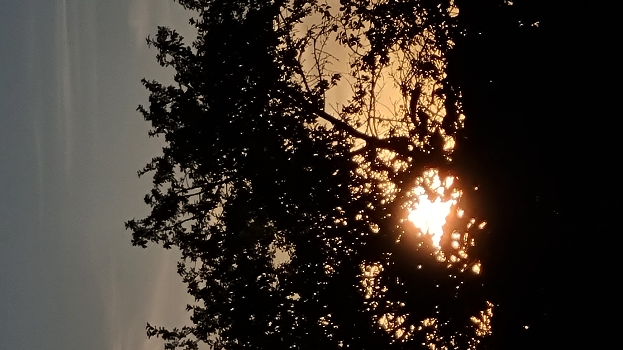 The image shows a sunset with the sun partially obscured by tree branches and leaves. The sky is a gradient of gray and orange, with the sun being a bright white and orange light source. The foreground is dominated by the dark silhouettes of trees. There are no people, animals, or structures visible in the image. The location is described as Vysokoe, Russia.