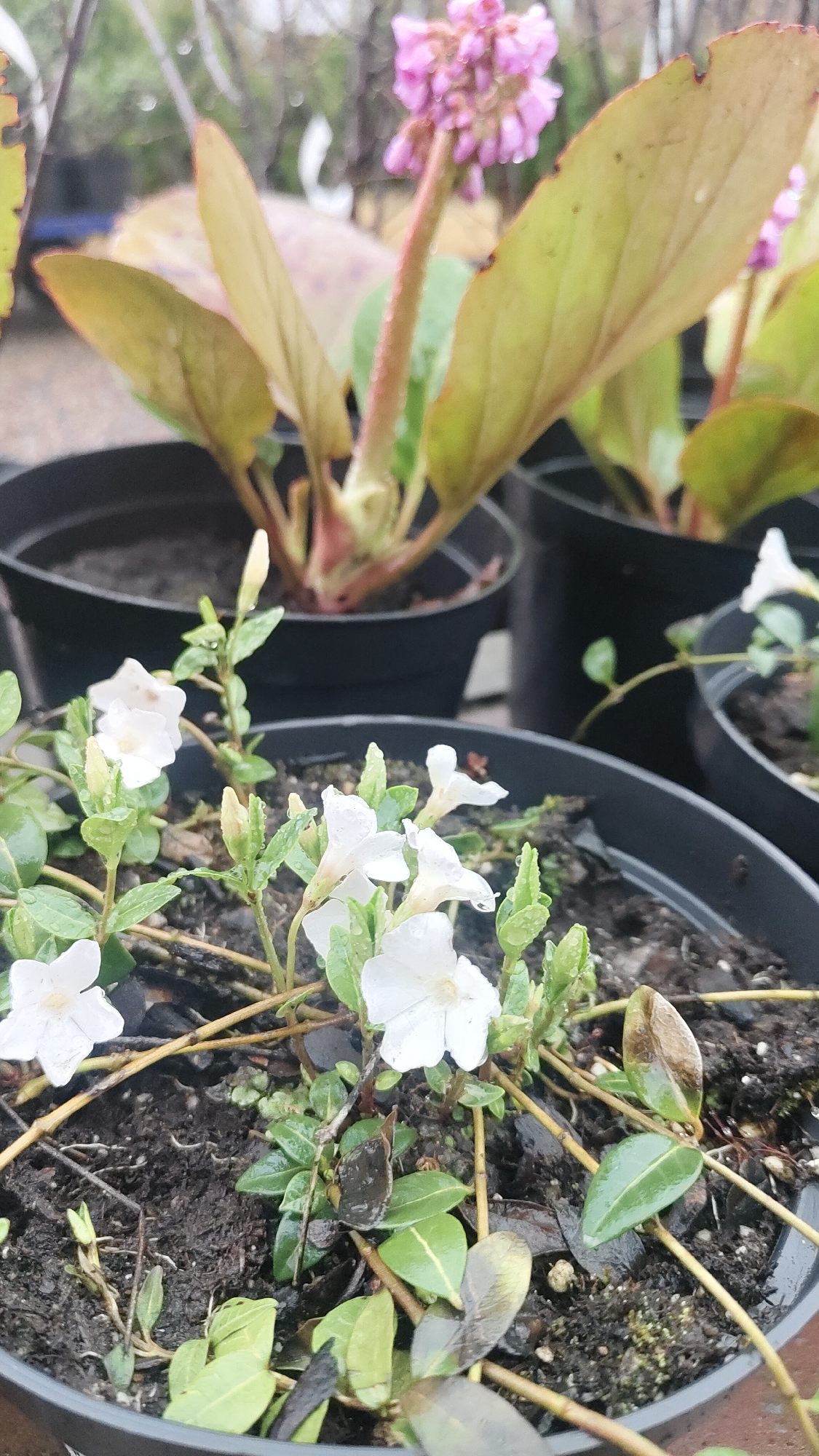 The image shows potted plants, likely in an outdoor nursery or garden setting. The plants in the foreground feature small white flowers and green foliage with some browning. Behind them are larger plants with broad leaves and pink flowers on a stalk. The plants are in black plastic pots filled with dark soil. There is evidence of recent rain. The location within the city of Krasnoyarsk, Russia, cannot be determined from the visual information. There are no people visible in the image.