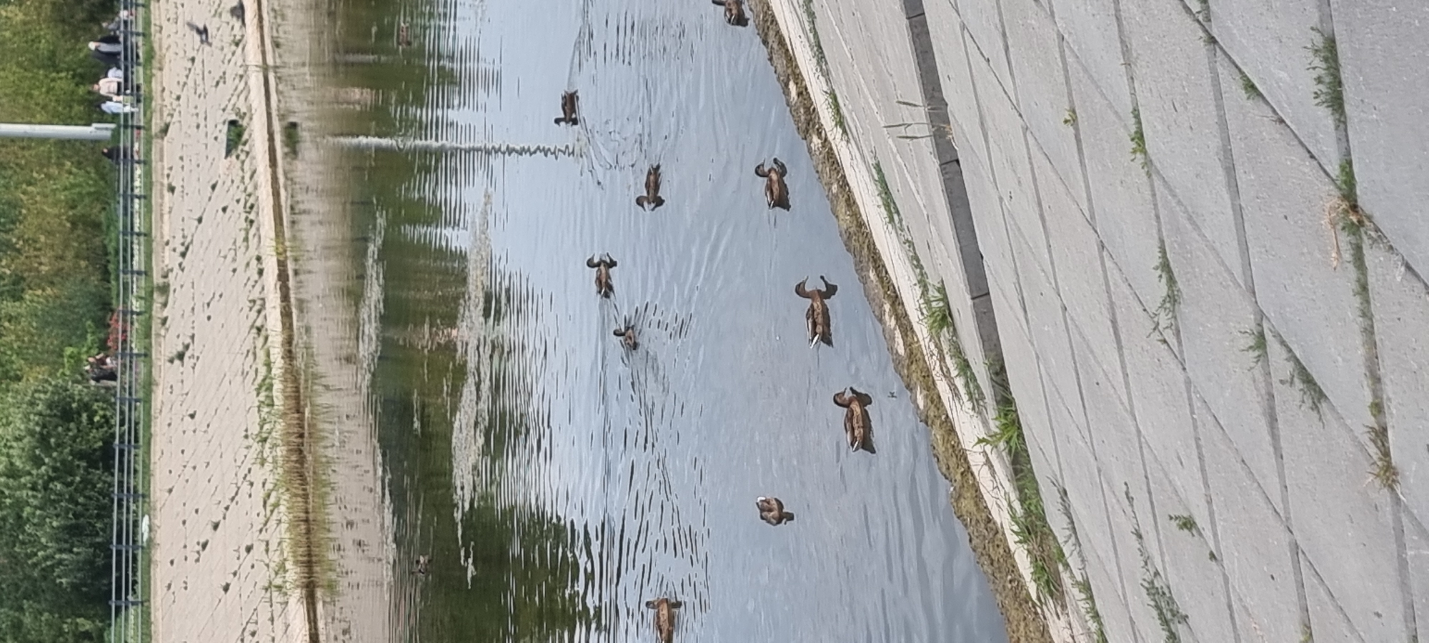 The image captures a sunlit scene along the embankment of a river or canal, likely in Aktobe, Kazakhstan. The embankment is constructed from large, light-colored concrete slabs, angled downwards towards the water. Sparse green vegetation, such as grass and weeds, sprouts from the cracks and joints between the slabs.
The water surface is calm, reflecting the surrounding environment. Several ducks are visible swimming on the water, dispersed across the frame. Some ducks are closer to the embankment, while others are further out. Their reflections are visible in the water.
In the background, beyond the embankment, a line of trees with lush green foliage forms a natural backdrop. Along the top of the embankment, a dark metal railing runs horizontally. Behind the railing, a few individuals are present, suggesting human activity or recreation in the area. Some appear to be walking or standing, while others may be engaged in activities like cycling, as indicated by the presence of what could be bicycles. The overall impression is one of a public park or waterfront area.