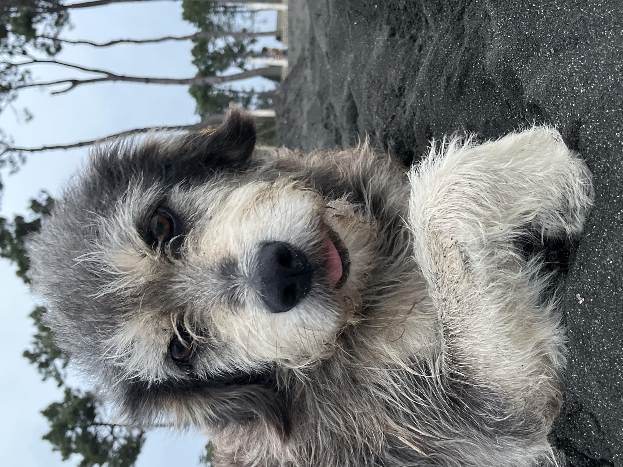 A shaggy, grey and white dog is lying on black sand in Ureki, Georgia. The dog's tongue is slightly visible, and its fur is matted and appears wet. In the background, several tall, thin trees are visible against a cloudy sky, with a faint suggestion of a beach or park area beyond the trees. The dog is the primary subject, positioned in the foreground and taking up a significant portion of the frame. The overall environment is natural and appears to be an outdoor setting.