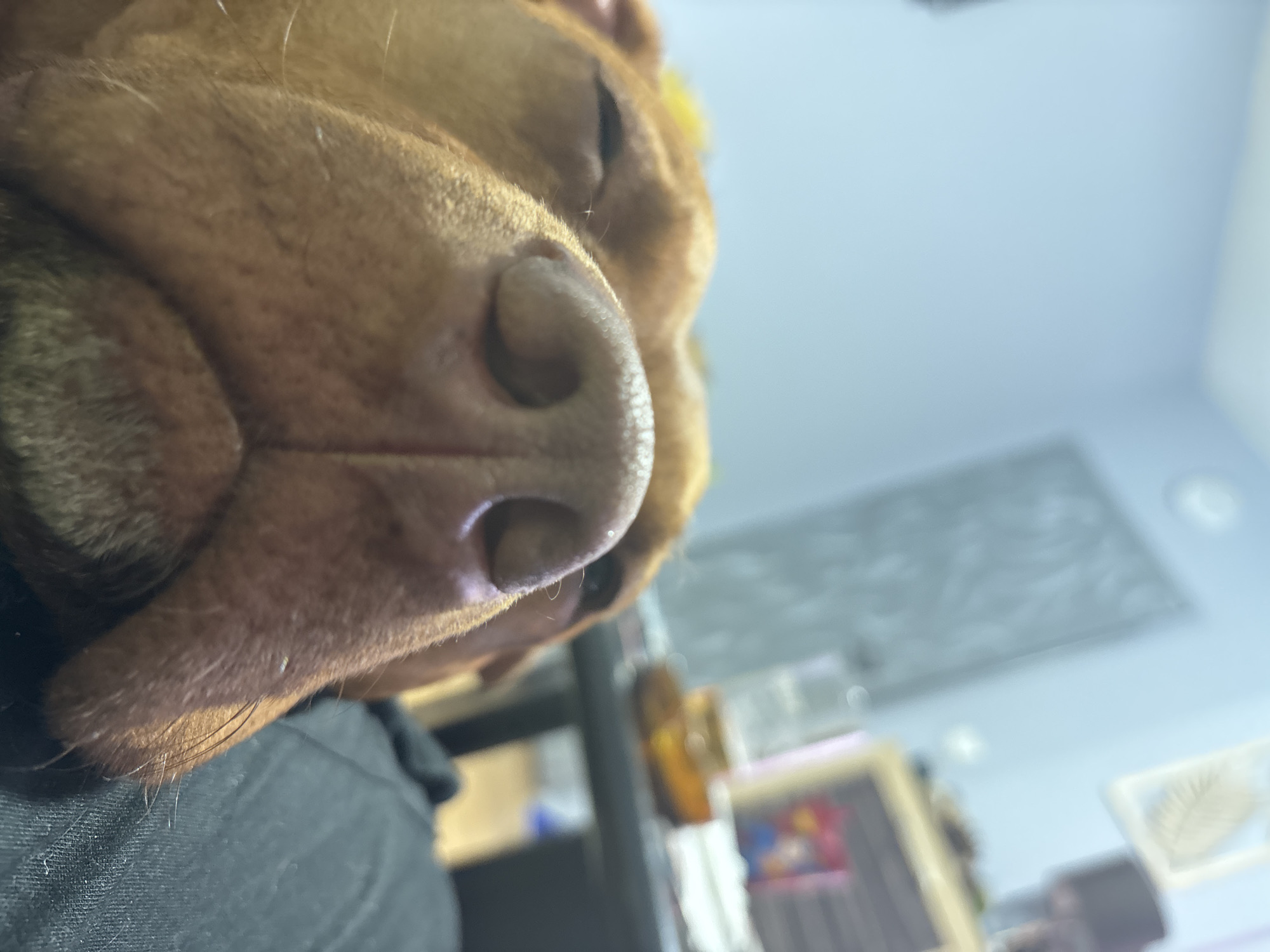 A close-up, angled shot shows the face of a sleeping brown dog. The dog's nose is large and prominent, taking up a significant portion of the foreground. Its eyes are closed, and its brown fur is visible. The dog appears to be resting on a black surface, likely a piece of clothing. In the background, out of focus, is a blue wall with a gray decorative panel. There is also a shelf with various objects, including a bottle with an amber liquid and other indistinct items. The location of the photo cannot be determined to be in Sofia, Bulgaria, from the visible evidence.