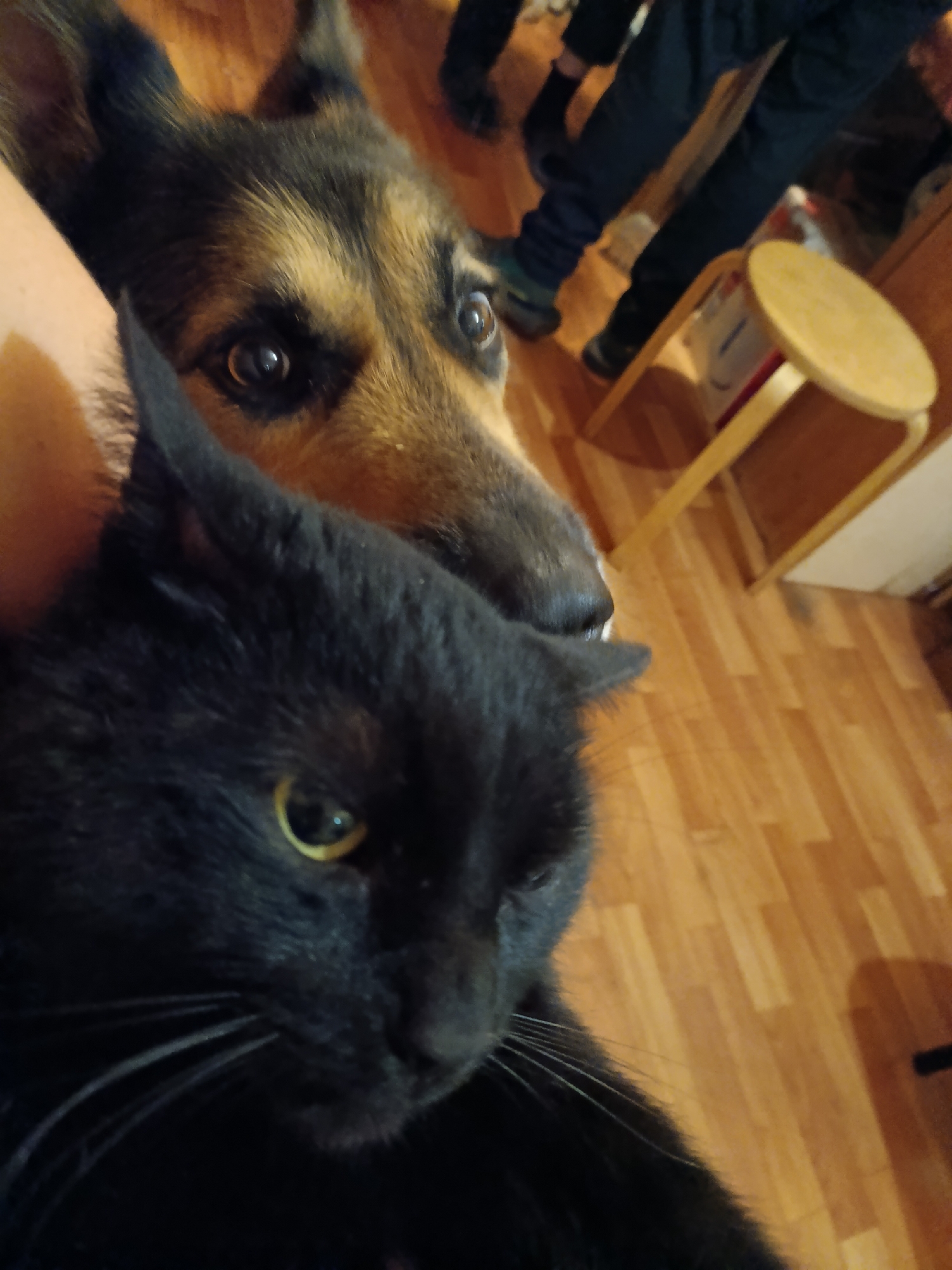 A close-up shot captures a black cat in the foreground, its yellow eye prominently visible. Behind the cat, a German Shepherd's face is partially visible, with its brown eyes looking towards the camera. In the background, out of focus, a person's legs are visible wearing dark pants and shoes, with a small wooden stool to the right. The scene appears to be indoors, possibly a home, with a wooden floor. The location is identified as Kommunarka, Russia.