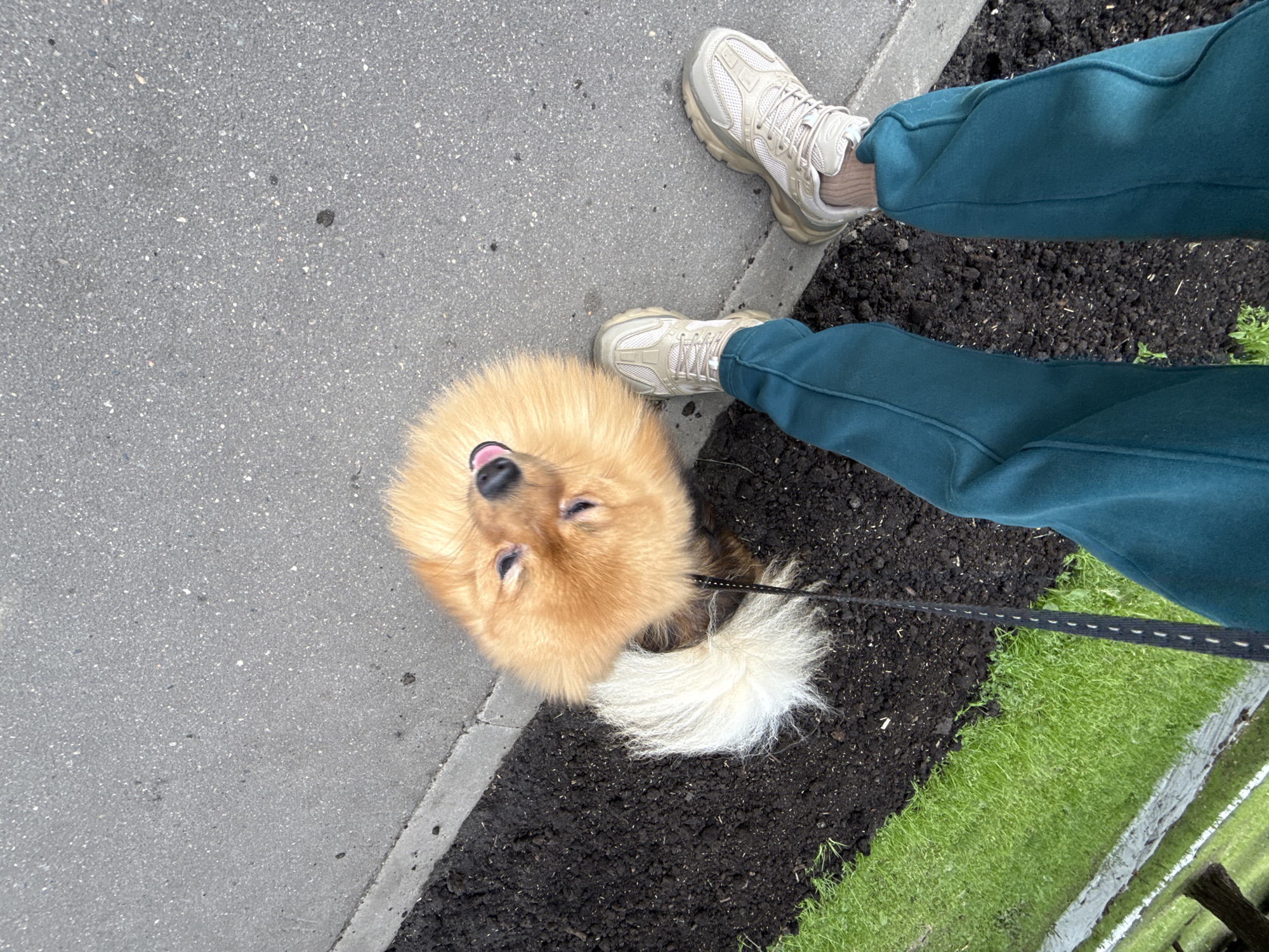 The image shows a person's legs and feet wearing teal sweatpants and beige athletic shoes, standing on a paved surface next to a strip of dark soil and a grassy area. A small, fluffy, light brown Pomeranian dog is visible in the upper portion of the image, looking up. The dog is on a leash. The scene appears to be outdoors, possibly in a park or along a sidewalk in a city. There are no visible landmarks that definitively place the location in Moscow, Russia.