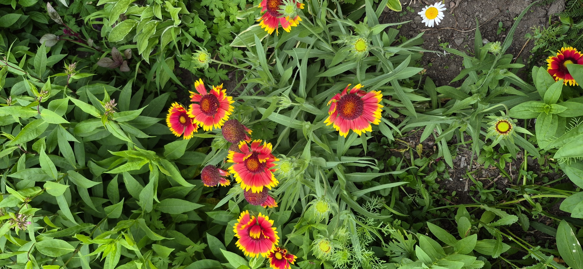 The image shows a close-up, eye-level view of a garden bed filled with Gaillardia flowers, commonly known as blanket flowers, in bloom. The flowers are predominantly red and yellow, with intricate petal structures and darker centers. Several buds and spent blooms are also visible, interspersed with lush green foliage. The ground beneath the flowers is dark soil, with some patches of smaller green plants and dry leaves. In the lower right corner, a single white daisy with a yellow center is visible. The overall impression is one of a vibrant and natural garden setting. The image does not contain any people or evidence of human activity beyond the cultivation of the garden. The setting appears to be outdoors in a temperate climate, likely during the summer blooming season. No specific landmarks or features are identifiable to pinpoint the exact location, including within the city of Ussurijsk, Russia.
