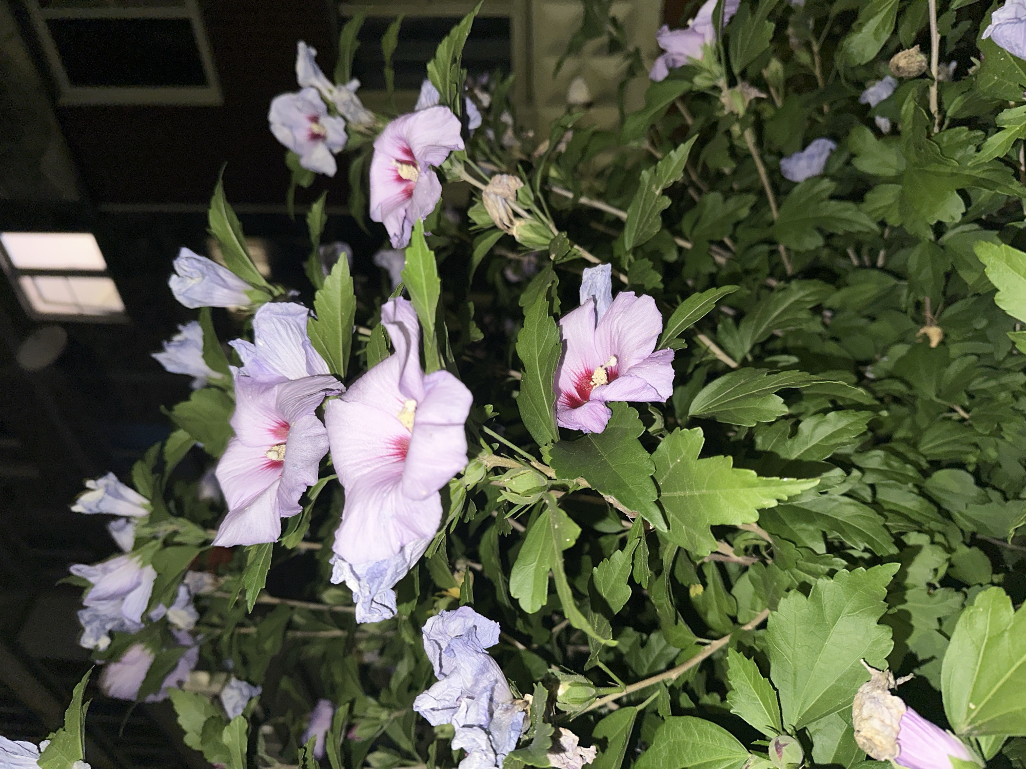 The image shows a close-up of a flowering shrub with light purple and pink hibiscus flowers and green leaves. The background is dark, with hints of illuminated windows from a building. The scene is likely outdoors, possibly in a residential area, given the building in the background. There are no people or animals visible in the image. The lighting suggests it is nighttime. There is no specific information in the image that would indicate its location in Nevinnomyssk, Russia.