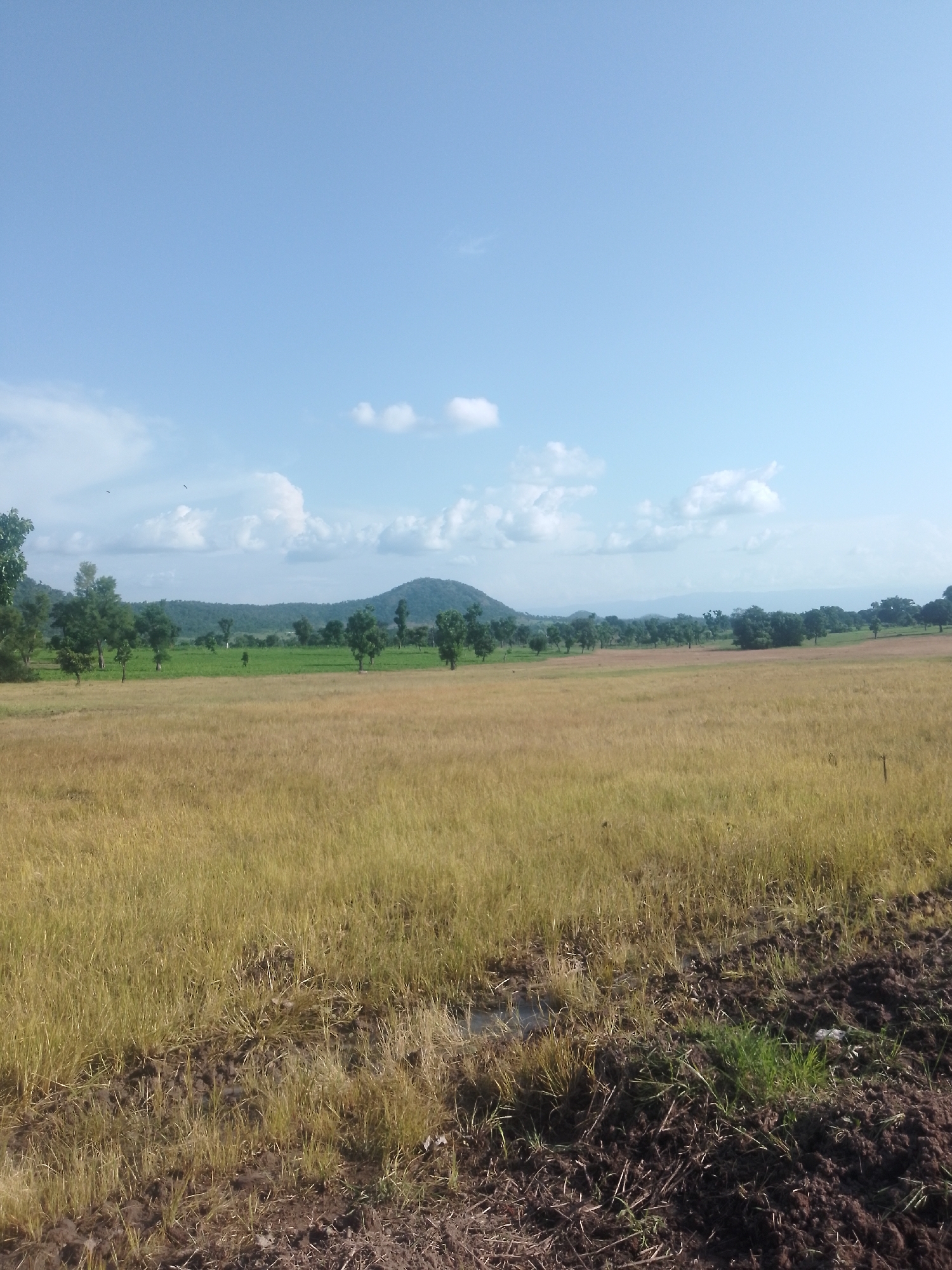 This is a wide-angle, eye-level, full shot of a rural landscape, likely in the vicinity of Serti, Nigeria. The foreground is dominated by a vast field of dry, golden grass, suggesting a harvested or late-season crop. The ground in the immediate foreground appears disturbed, with patches of dark, tilled earth and some sparse green vegetation emerging.
In the midground, the field gives way to a line of scattered trees, some deciduous and others evergreen, interspersed with areas of greener vegetation, possibly agricultural fields or natural growth. Beyond this, rolling hills covered in dense green foliage form the backdrop. A prominent, rounded mountain peak is visible in the distance, slightly off-center to the left. The sky above is a pale blue, with scattered, fluffy white clouds. Two small, dark birds are visible in flight against the sky, in the upper left quadrant of the image. The overall impression is one of a tranquil, natural setting, typical of agricultural regions. There are no people or obvious signs of recent human activity other than the tilled soil in the foreground.
