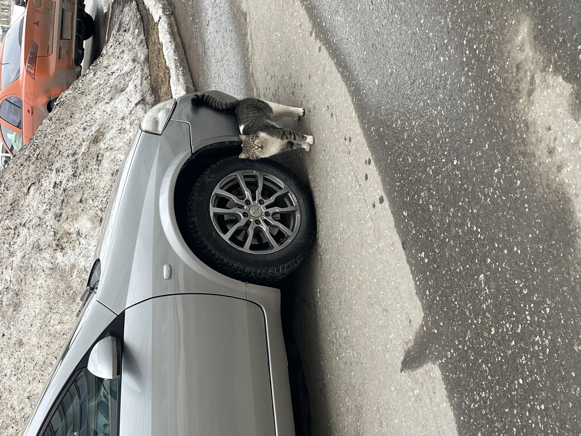 A gray and white tabby cat is stretching on the hood of a silver car parked on an asphalt street. The front driver's side tire of the car is visible. To the left, there is a snowbank and an orange car parked alongside the street. The location is Chaikovsky, Russia.