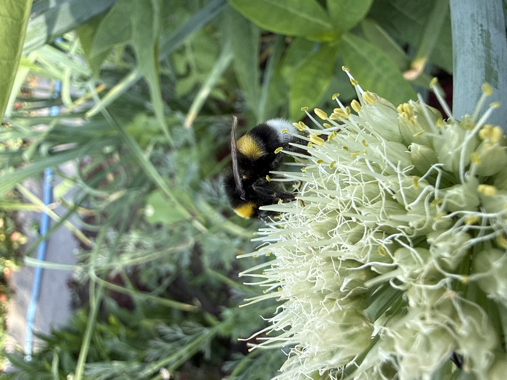 A bumblebee with black and yellow stripes is positioned on a cluster of white flowers. The bumblebee is facing towards the left of the frame and its body is partially obscured by the petals of the flower. The flowers are delicate and appear to be blooming. In the background, green foliage is visible, suggesting an outdoor setting. The lighting indicates it is daytime.