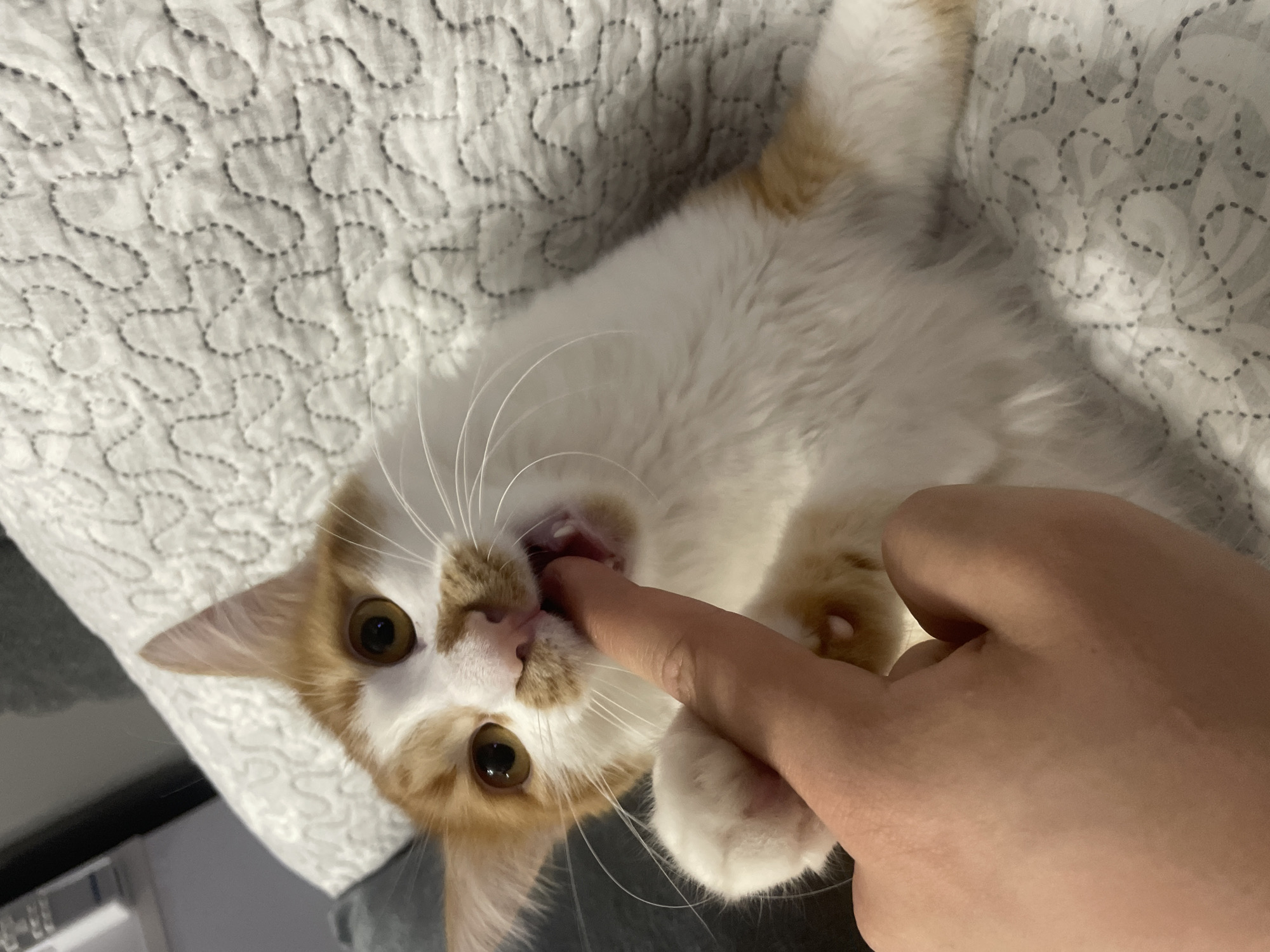 An overhead shot captures a playful interaction between a small, ginger and white cat and a human hand. The cat, appearing to be a kitten, lies on its back or side on a white, quilted blanket with a distinctive pattern of wavy, stitched lines. Its white fur is accented with orange/ginger patches on its head, ears, and possibly parts of its body. The cat's large, round brown eyes are wide and focused, looking directly towards the camera, conveying curiosity and engagement. Its prominent white whiskers fan out from its muzzle.
A light-skinned human finger is gently inserted into the cat's open mouth, and the cat's tiny, sharp teeth are visible around the finger, indicating a soft, playful bite or mouthing action. The overall scene suggests a tender and joyful moment of interaction between pet and owner. The lighting is bright and even, consistent with an indoor setting, and no specific time of day is discernible. There is no visible text in the image. While the location context of Razgrad, Bulgaria, is provided, there are no visual cues within the image itself to confirm this specific geographical location.