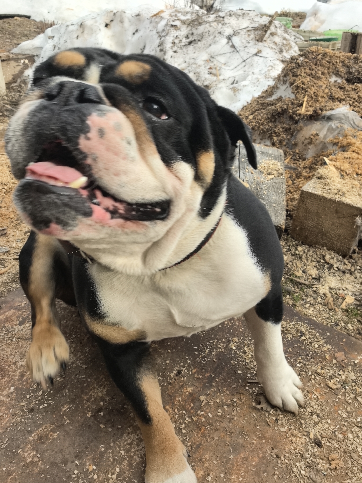 A close-up shot of a tri-color English Bulldog in an outdoor setting. The dog is mostly black with white on the chest and tan on the legs. It is sitting, with its mouth open. Background includes wood chips, lumber, and snow. The image was taken in Noviy, Russia.