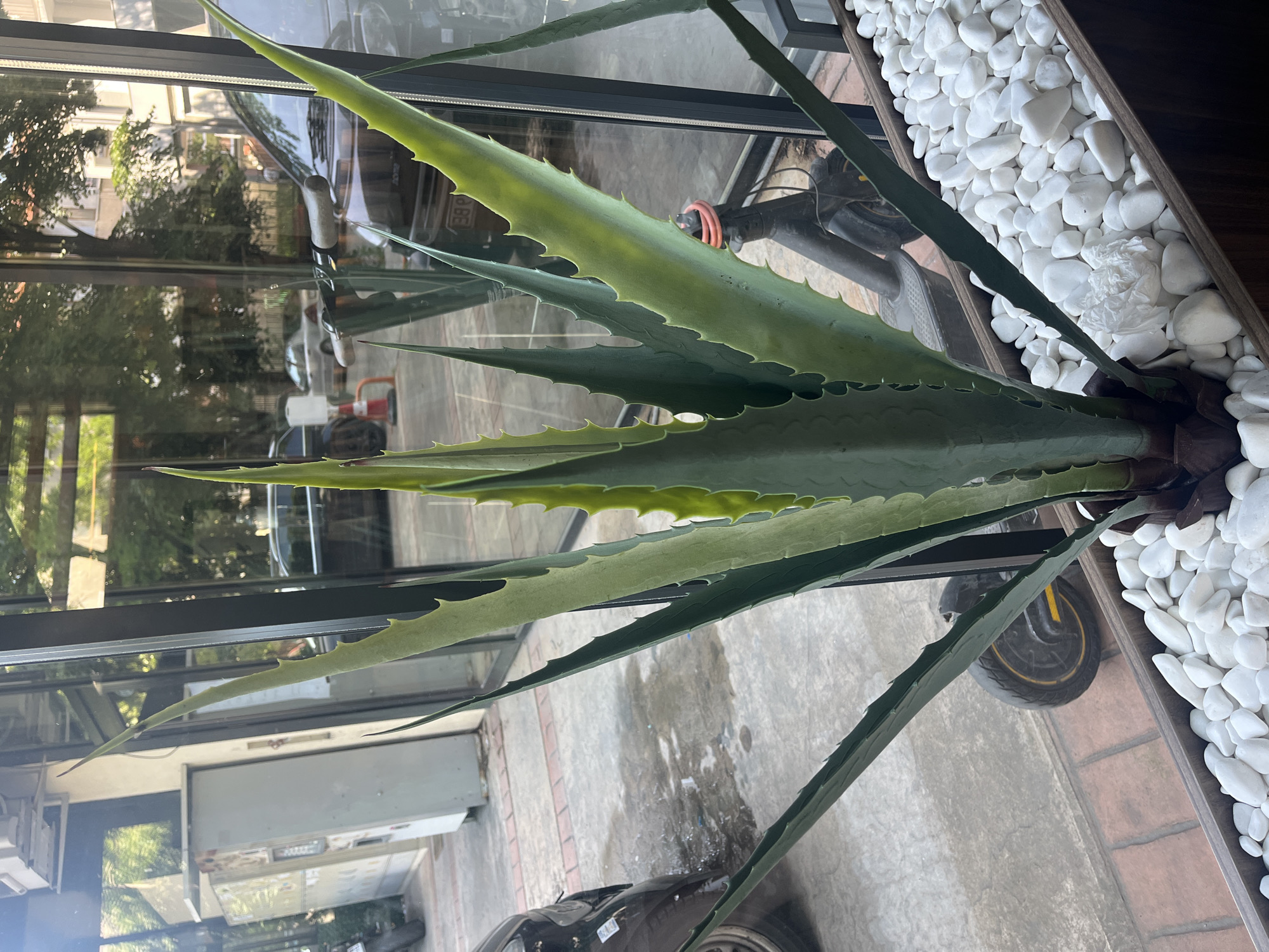 An indoor potted plant with long, spiky green leaves sits in a wooden planter filled with white stones. The planter is positioned behind a glass window. Outside the window, a street scene is visible, including a sidewalk, a vending machine, parked cars, and an electric scooter. The street is paved with concrete and bricks. The environment suggests an urban setting, likely in Plovdiv, Bulgaria. There are no people visible in the immediate foreground or directly interacting with the plant.