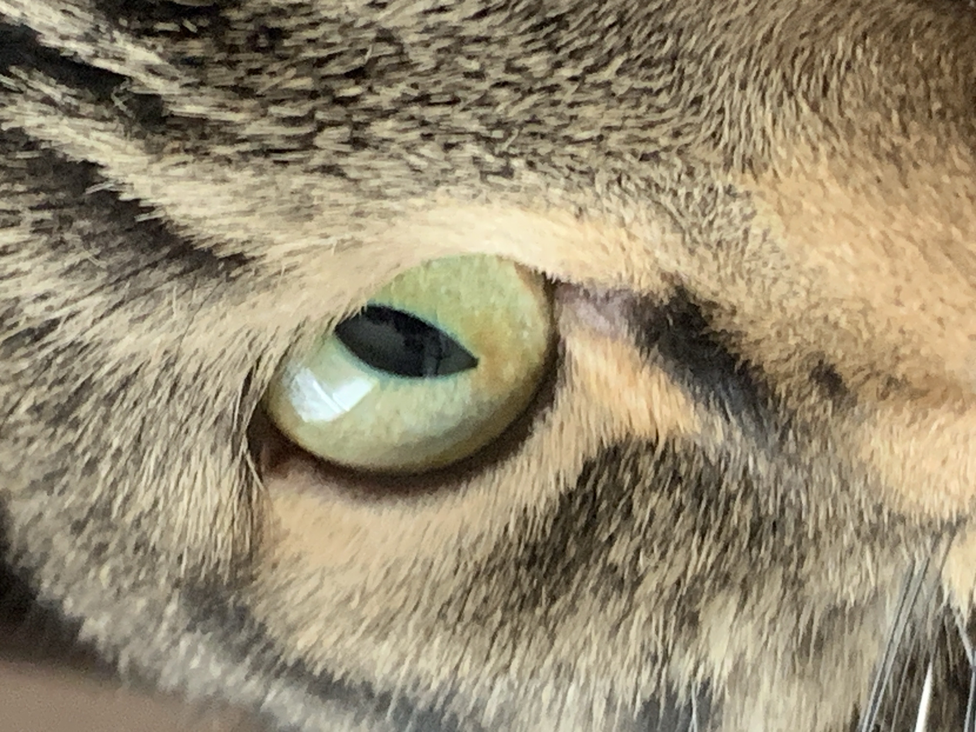 Close-up of a cat's eye. The eye is green with a vertical black pupil. The surrounding fur is a mix of brown and tan. Location: Unknown, Unknown.