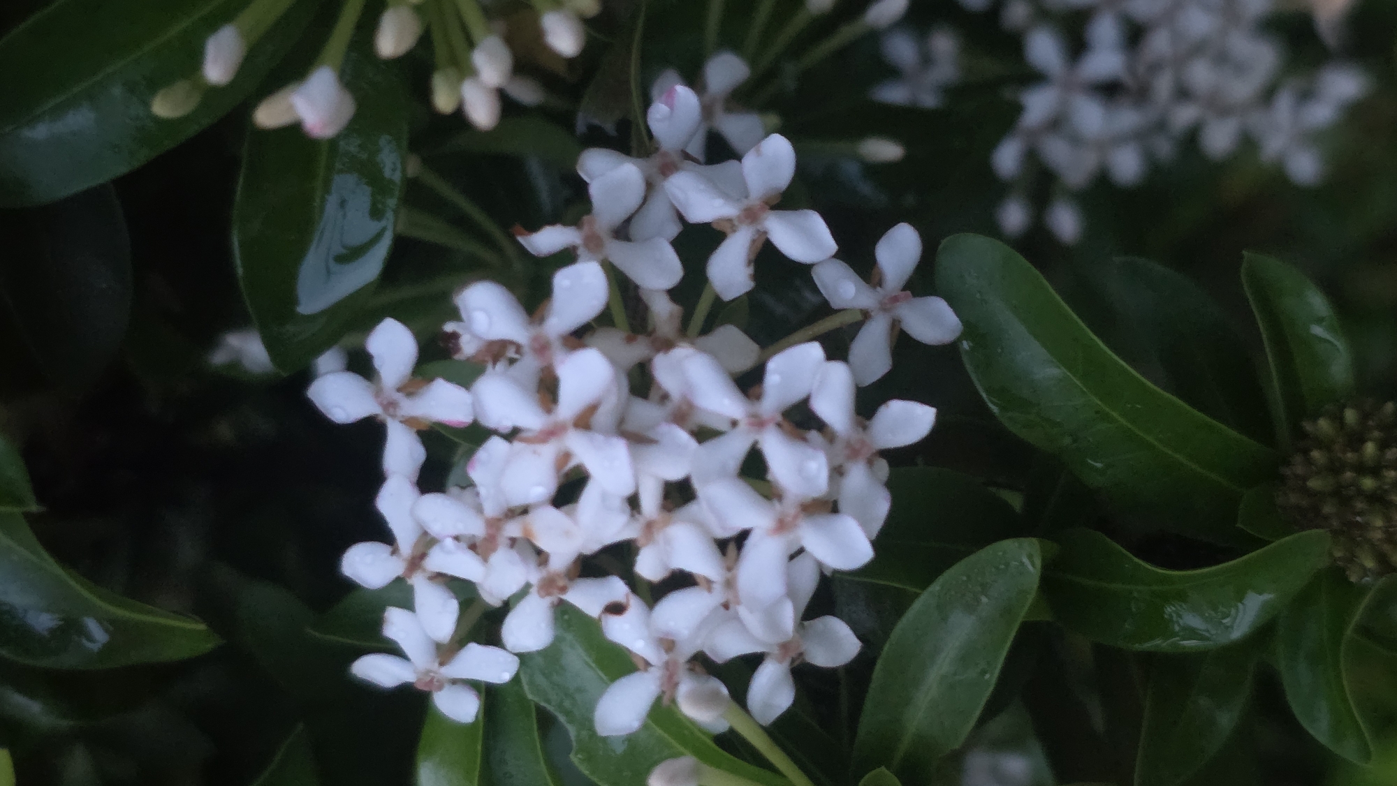 The image shows a close-up of a cluster of small white flowers with four petals each, surrounded by dark green, glossy leaves. Some of the leaves and flowers have droplets of water on them, suggesting recent rain or dew. Additional flowers are blurred in the background. The location, Banda Aceh, Indonesia, is not evident from the image.