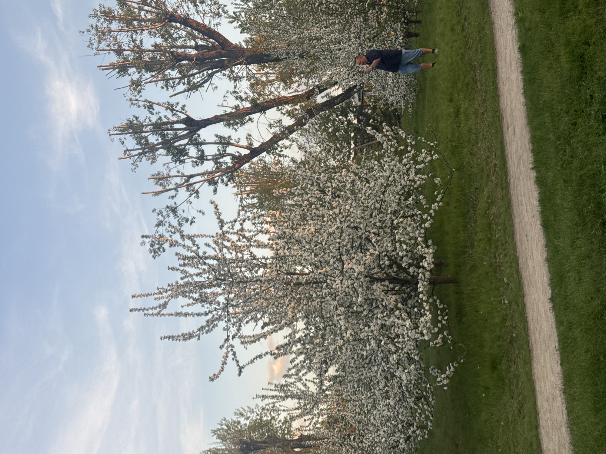 The image depicts a park in Krasnoyarsk, Russia, during the spring. A gravel path runs alongside a row of flowering trees, likely apple or cherry blossoms. A man stands amidst the trees, dressed in a dark shirt and light-colored shorts. The sky is partly cloudy, suggesting early evening light.