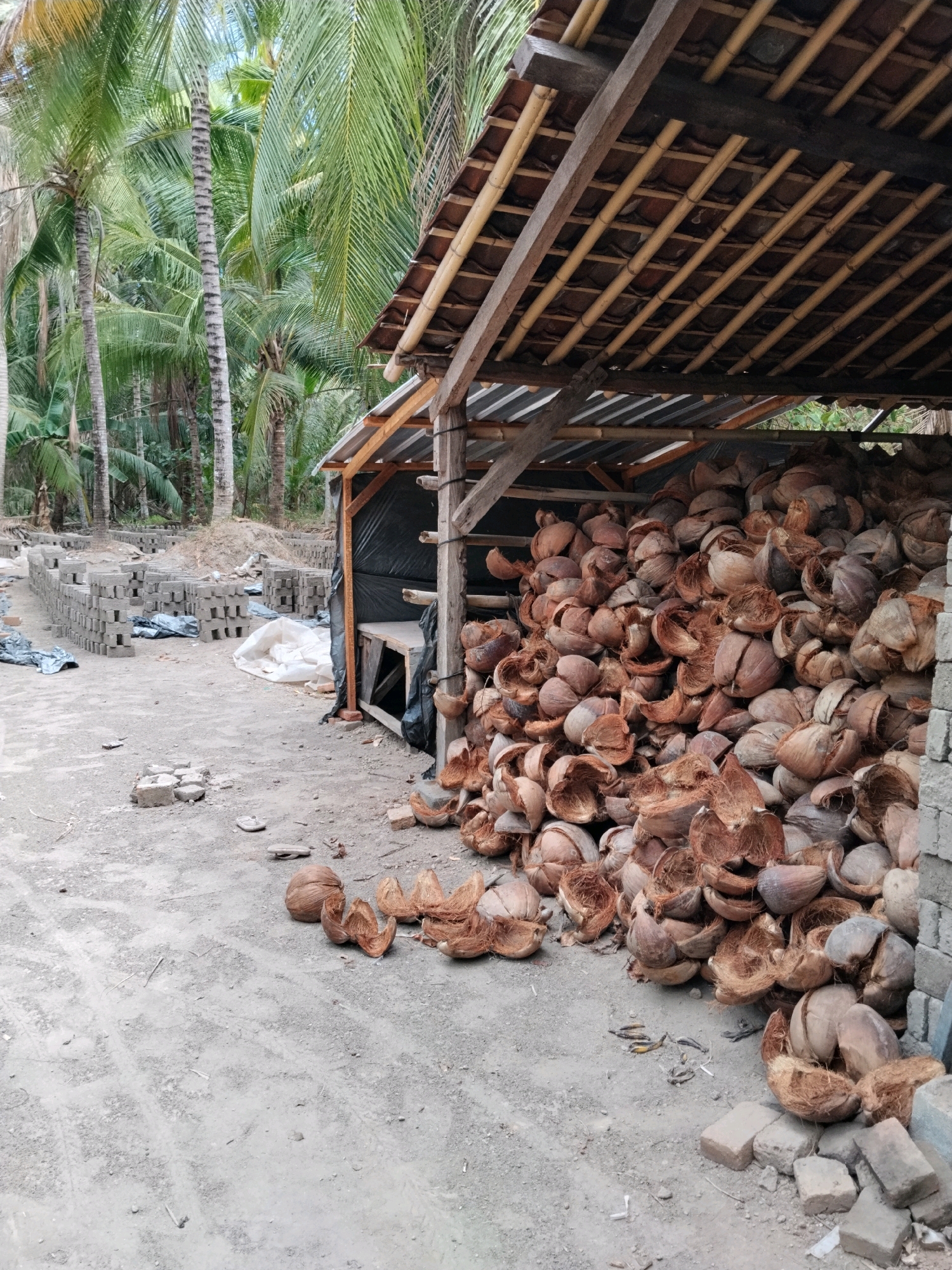 The image depicts an outdoor storage area, likely in Korleko Selatan, Indonesia, filled with processed coconuts. In the foreground, a large pile of dried coconut husks and shells dominates the right side of the frame, spilling out from under a rustic, open-sided shelter constructed with bamboo and tile. The shelter's roof is made of traditional terracotta tiles supported by wooden beams and bamboo poles. To the left of the shelter, stacks of gray concrete bricks are arranged in neat rows, some covered with dark plastic sheeting, suggesting ongoing construction or production. Scattered on the dusty ground between the bricks and the coconut pile are more broken coconut shells and a few whole coconuts. The background is densely populated with tall palm trees, characteristic of a tropical environment. The ground is unpaved, composed of dirt and gravel. The overall scene suggests a small-scale agricultural processing or construction site. No people are visible in the image.