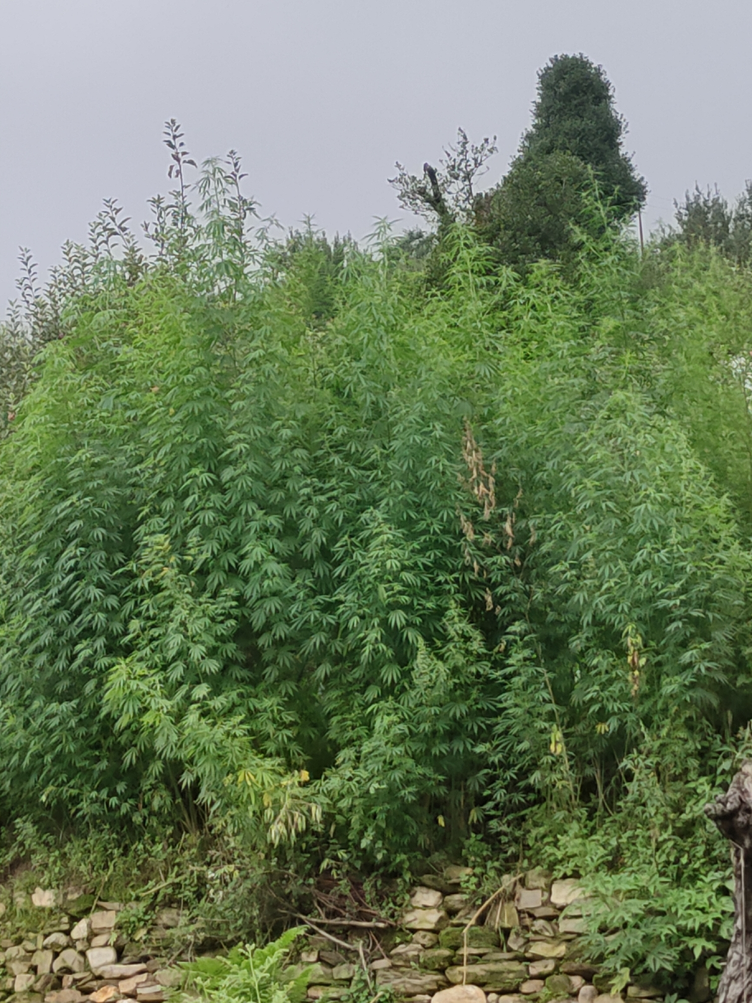 A medium shot captures a dense wall of vibrant green cannabis plants growing on a terraced hillside. The plants, characterized by their serrated leaves, reach upwards, creating a lush canopy. A rough-hewn stone wall, partially covered in moss, forms the base of the terrace, suggesting a rural or agricultural setting. In the background, a tall, cone-shaped tree stands out against an overcast sky. The overall scene is one of natural growth and cultivation in a hilly landscape. The image is an outdoor shot with natural lighting. There are no people or animals visible. The location is identified as Damadi, India.