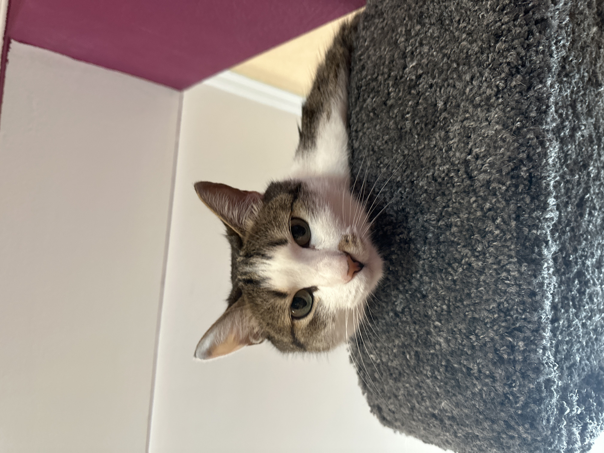 A cat with brown and white fur is perched on a gray, fuzzy cat tree. The cat is looking down at the camera. The background includes a white wall with a purple section at the top.