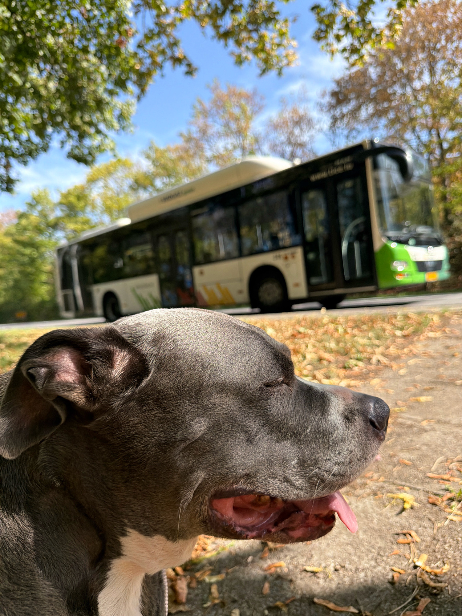 In a close-up, profile view, a grey pit bull dog with a white chest rests its head near the camera, eyes closed, panting with its pink tongue hanging out. The dog's ear is visible, as are subtle shadows cast by sunlight filtering through leaves. In the blurred background, a white and green bus is driving on a road lined with trees displaying autumn foliage. The ground in the foreground and background is covered with dry leaves. The scene appears to be in a park or along a tree-lined street in Esch-sur-Alzette, Luxembourg, given the presence of a public bus and the autumnal setting.