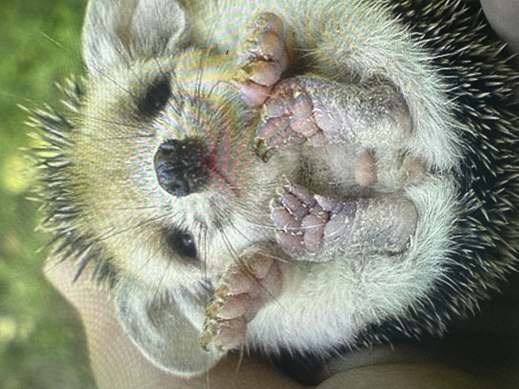 This is a close-up, high-angle photograph of a hedgehog being held. The hedgehog is facing the camera and is curled slightly, with its quills visible around its body. Its front paws are raised, showing its small, pink digits with visible texture. The hedgehog has large ears, a dark nose, and its eyes are dark and beady. The background is blurred and appears to be green foliage. There is no indication of the city of Dykivka, Ukraine, in this image.