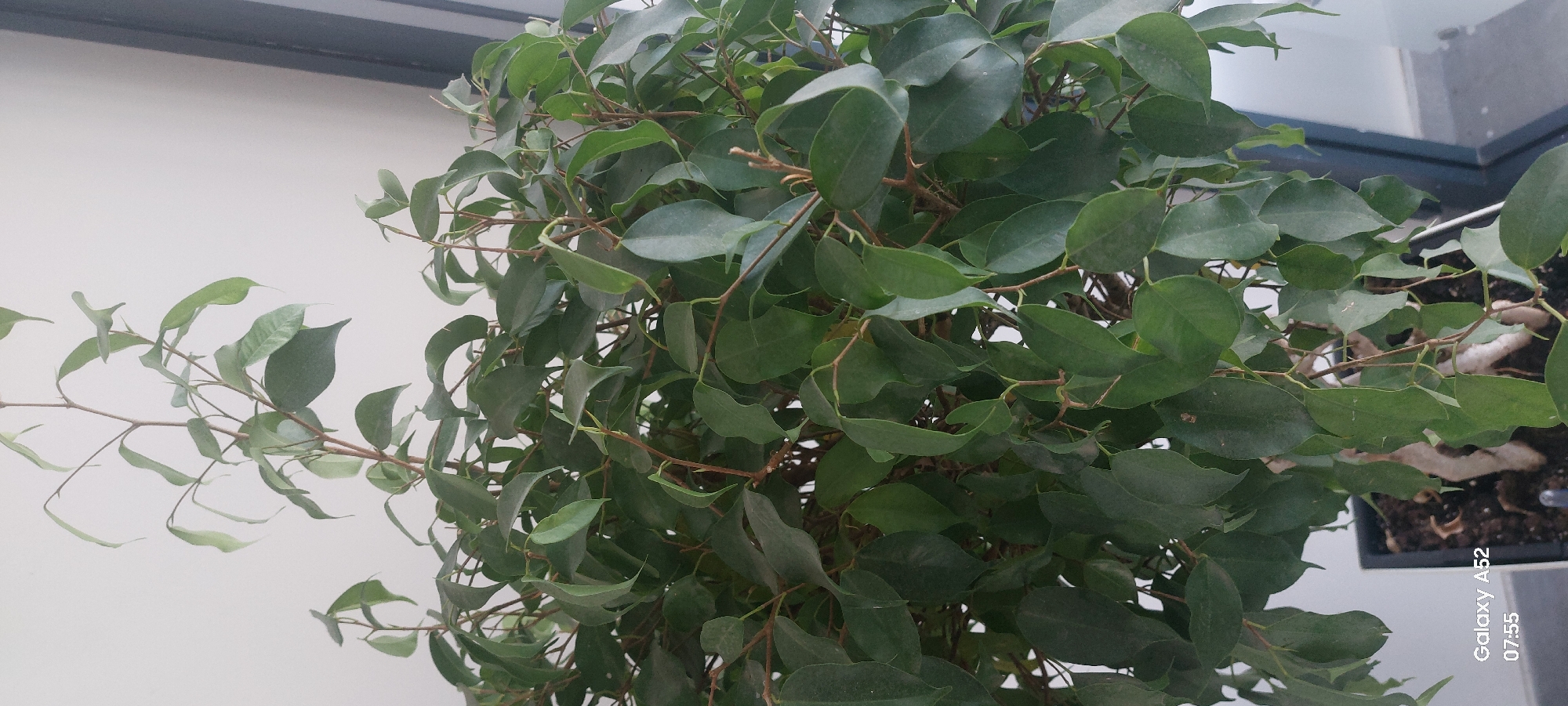 A close-up, vertically oriented medium shot shows a Ficus benjamina tree with dark green, glossy leaves and thin, brown branches. The tree is potted in a black container, with soil visible at the base. The background is a plain, light-colored wall, with a dark vertical line to the right, possibly a window frame. The bottom left corner of the image displays text from a mobile device: "Galaxy A52" and "07:55". The scene appears to be indoors, possibly in a residential setting. No people are visible in the image. The location in Ganja City, Azerbaijan is not discernible from the visual information provided.