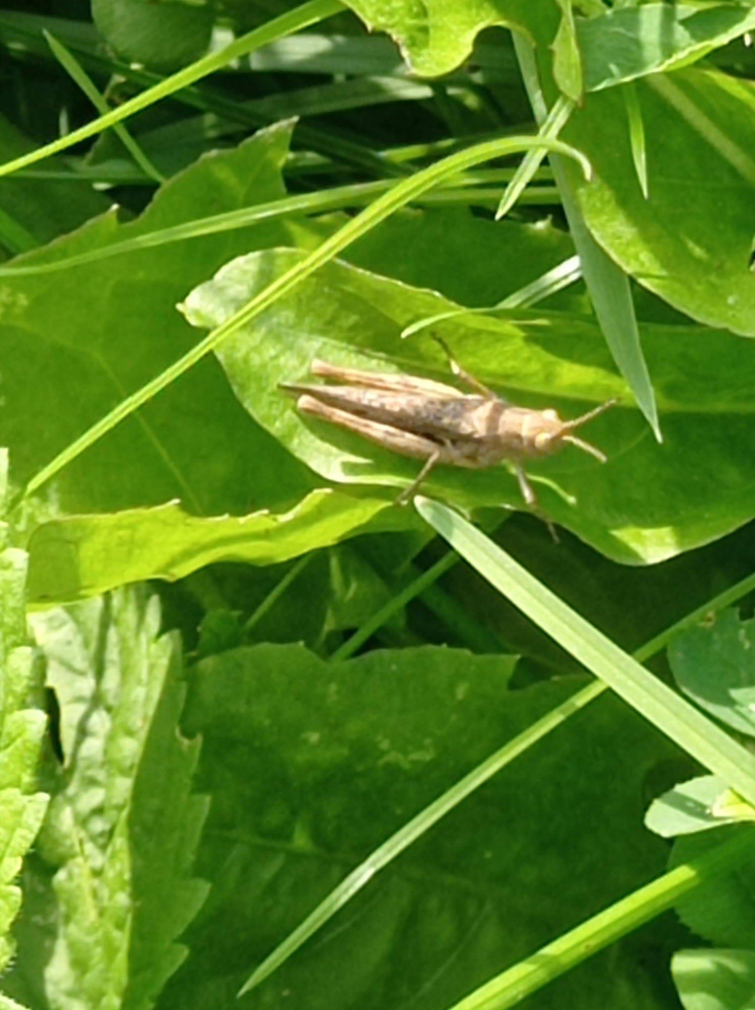 An overhead close-up shot shows a light brown grasshopper resting on a bright green leaf amidst other green foliage. The grasshopper is positioned diagonally across the center of the frame, with its head pointing towards the right. Its body is segmented, and its legs are visible, tucked beneath it. The leaf it rests upon is broad with serrated edges. The background consists of other green leaves and blades of grass, suggesting an outdoor, natural setting. The lighting indicates it is daytime with sunlight casting subtle shadows. The image does not contain any identifiable landmarks or elements that would allow for a specific location within Degtyarsk, Russia to be determined.