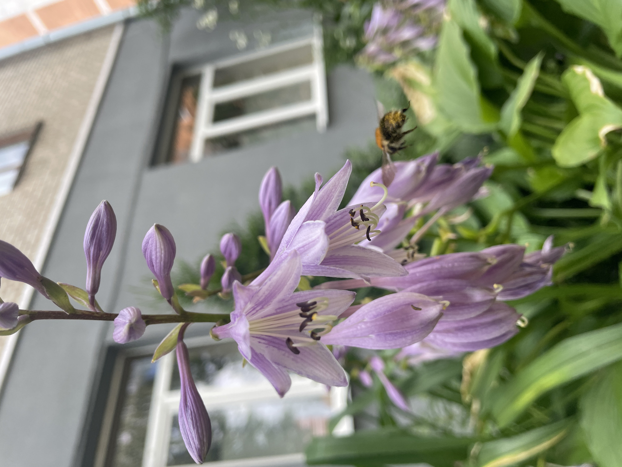 A close-up, slightly downward-angled shot captures a cluster of pale purple hosta flowers in focus, their delicate trumpet-shaped blooms extending upwards on a slender stem. The flowers exhibit intricate details of their petals and stamens. In the mid-ground and to the right, a fuzzy, black and yellow striped bumblebee is in mid-flight, its wings blurred with motion, heading towards the flowers. The background is slightly out of focus, showing a grey building with white-paned windows and some greenery. The scene appears to be an outdoor urban garden in Brest, Belarus, likely during the daytime.