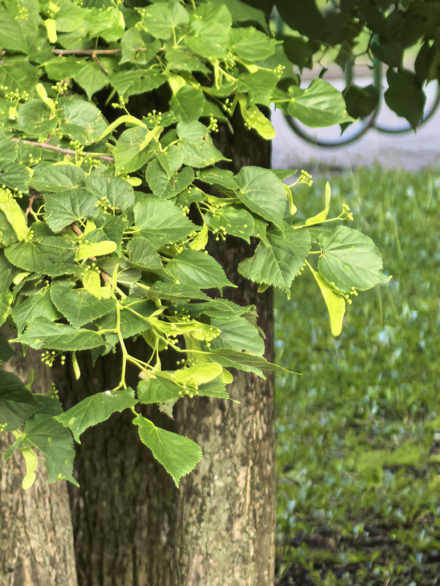 A close-up shot focuses on a tree trunk with branches bearing green leaves and small, rounded buds or unripe fruits. The leaves appear serrated along the edges. In the background, there is a blurred expanse of green grass and foliage, with a hint of a light-colored structure, possibly a fence or architectural element, in the upper right. The composition is centered on the tree's foliage, with the trunk serving as a vertical anchor. No people or animals are visible in the scene. The location is Sterlitamak, Russia, based on available information.