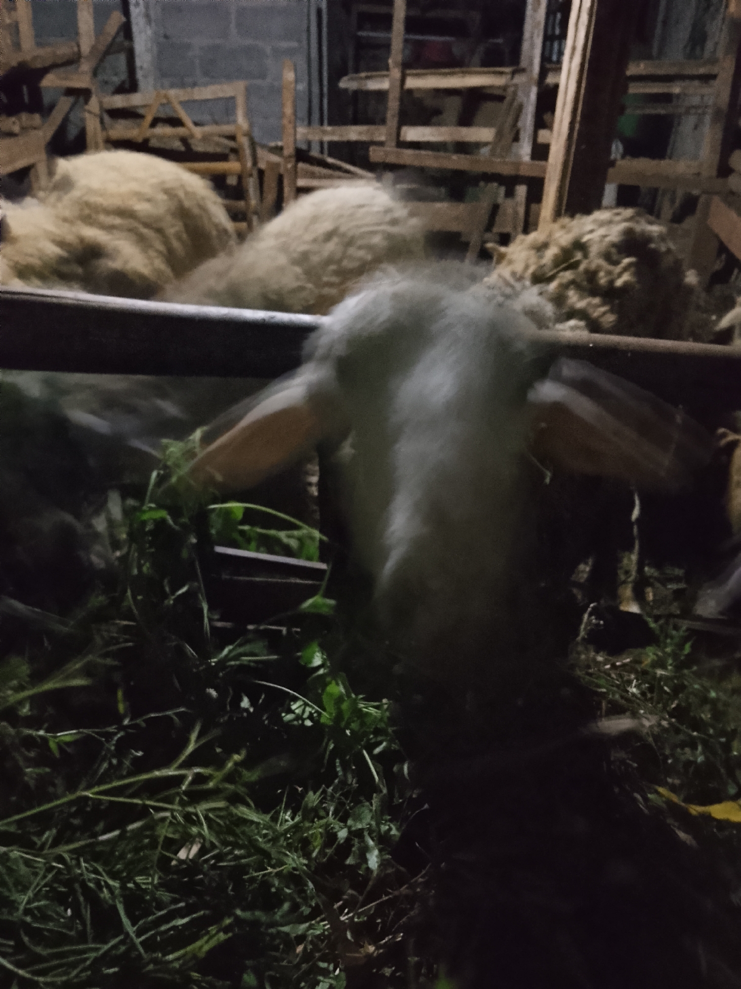 In Betonan, Indonesia, a sheep with light-colored wool is seen eating green foliage from a feeding trough. The sheep's head is blurred due to motion. In the background, wooden structures and other sheep are visible within a dimly lit enclosure.