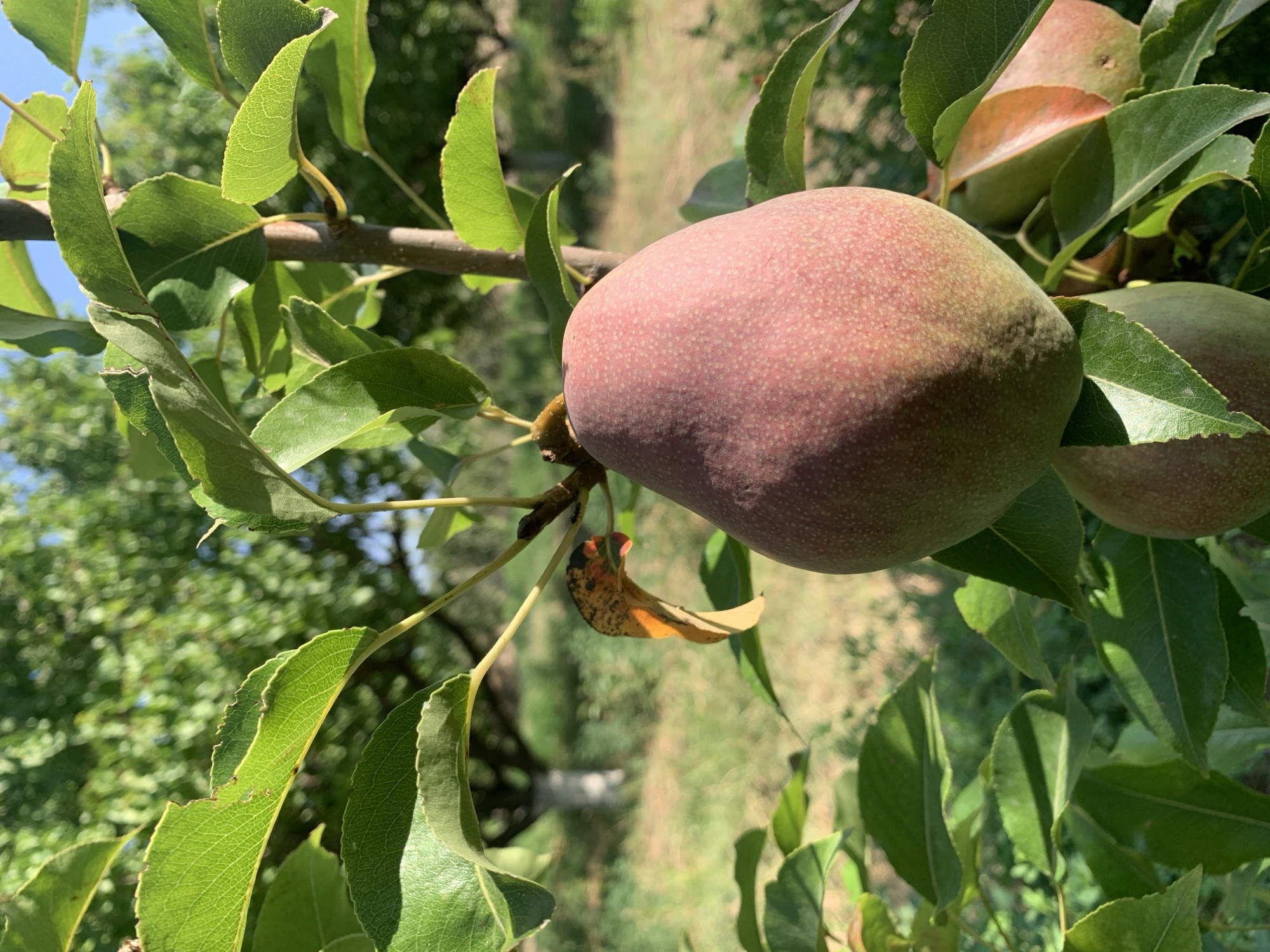 A close-up shot focuses on a single, ripening pear hanging from a tree branch, with more fruit visible further back on the branch. The pear is predominantly a rosy pink with a slight green undertone, and its surface is speckled with small, lighter dots. The pear is surrounded by lush green leaves, some of which show signs of damage along their edges. Sunlight filters through the leaves, creating dappled patterns. In the background, the scene transitions to a slightly blurred view of a grassy area with more trees, suggesting an orchard or a park-like setting. The sky is a clear, bright blue.