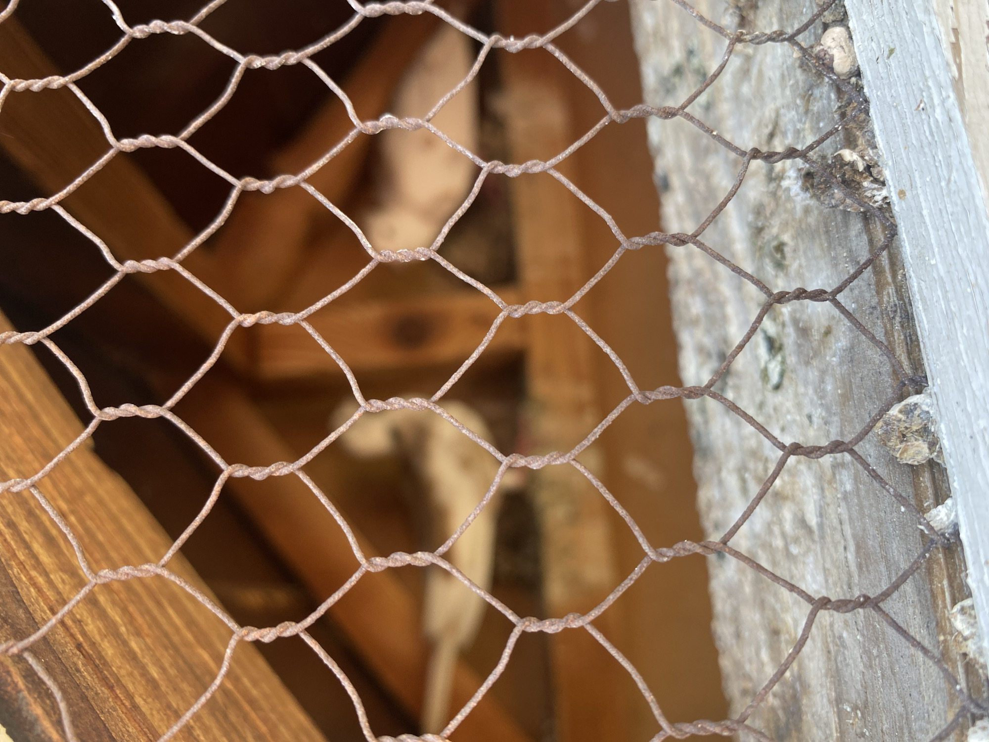 A close-up, angled shot frames a heavily rusted, hexagonal wire mesh, consistent with chicken wire, in sharp focus. Behind the mesh, within a wooden enclosure, blurred white and light-colored shapes are visible, indicative of birds, likely pigeons or chickens. The background includes warm-toned wooden structural elements in the upper section and a lighter, horizontal wooden surface at the bottom. Numerous dry, irregularly shaped, whitish-brown avian droppings are scattered on this lower surface and a narrow white ledge below it. The scene is situated in Sinitovo, Bulgaria.