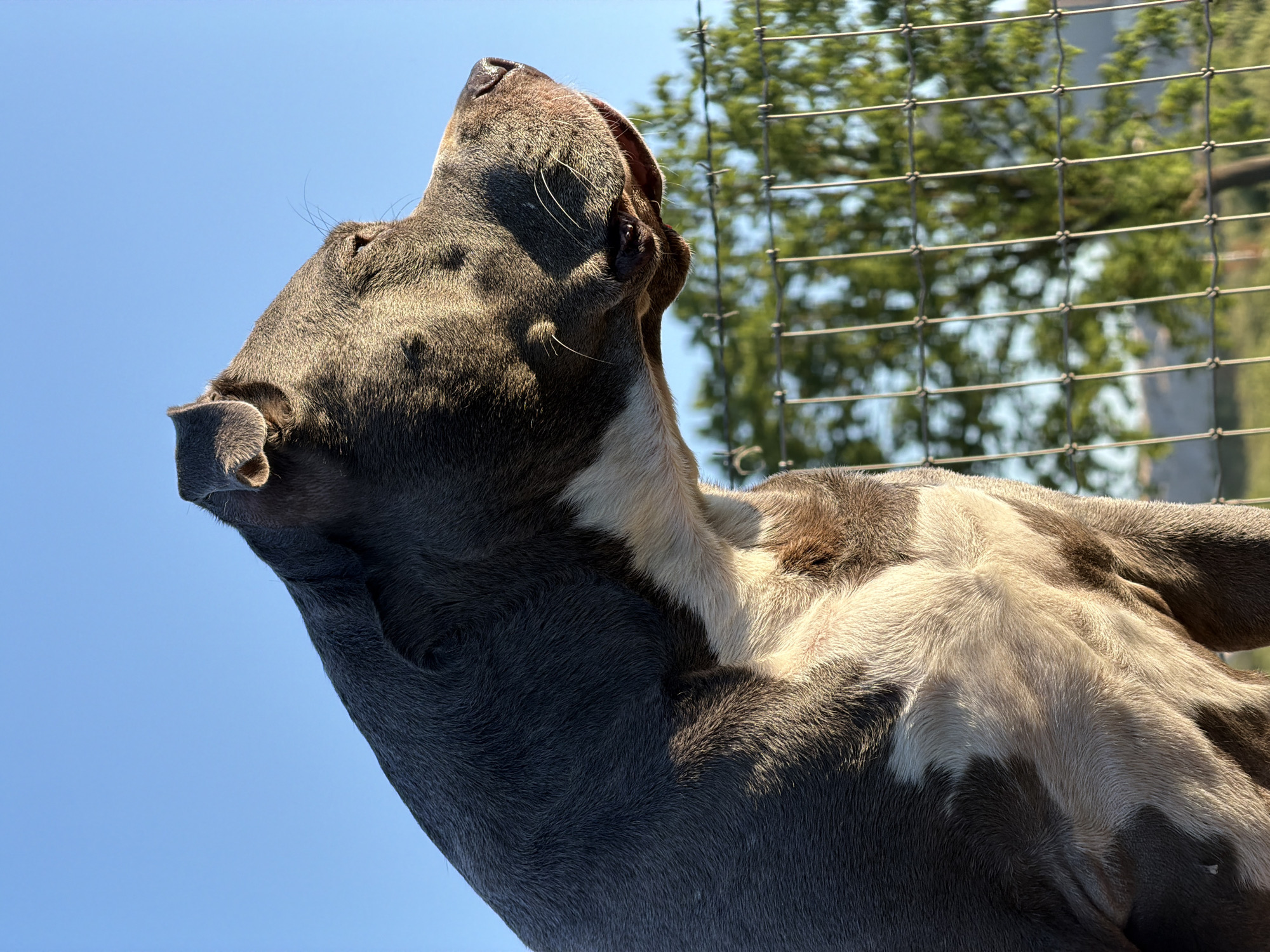 An adult pit bull dog is captured in a medium shot, facing right, with its head and upper body in profile. The dog has a gray coat with white markings on its chest and muzzle. Its eyes are partially closed, and its ears are pointed upwards. The dog is positioned outdoors, with a clear blue sky in the background. In the mid-ground, a wire fence with barbed wire strands is visible, behind which a leafy green tree stands out. The lighting suggests it is either early morning or late afternoon, with the sun casting a warm glow on the dog's fur. The image does not contain any recognizable landmarks of Esch-sur-Alzette, Luxembourg.