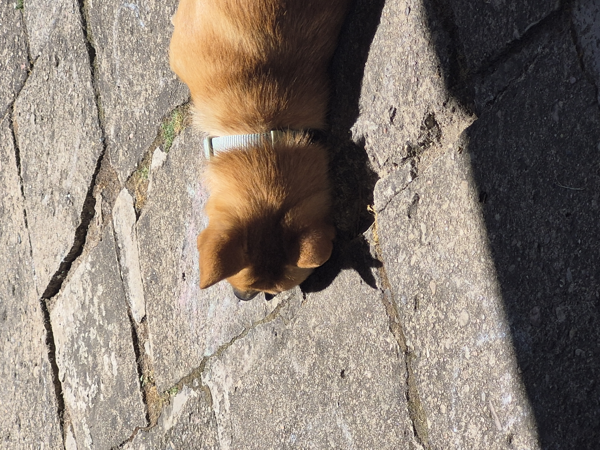 A medium shot shows the back half of a small, golden-furred dog lying on its side on cracked concrete paving stones. The dog is wearing a light blue collar with a white pattern. The dog's head is turned to the left and obscured by shadow, with only its ears and the back of its head visible. The ground is made up of large, irregular concrete slabs with visible cracks and some sparse vegetation growing in the crevices. The scene is illuminated by bright sunlight, casting a sharp shadow from the dog onto the paving stones in the lower left quadrant of the image. The concrete appears weathered and stained. There is no visible indication of the location in Švenčionys, Lithuania.
