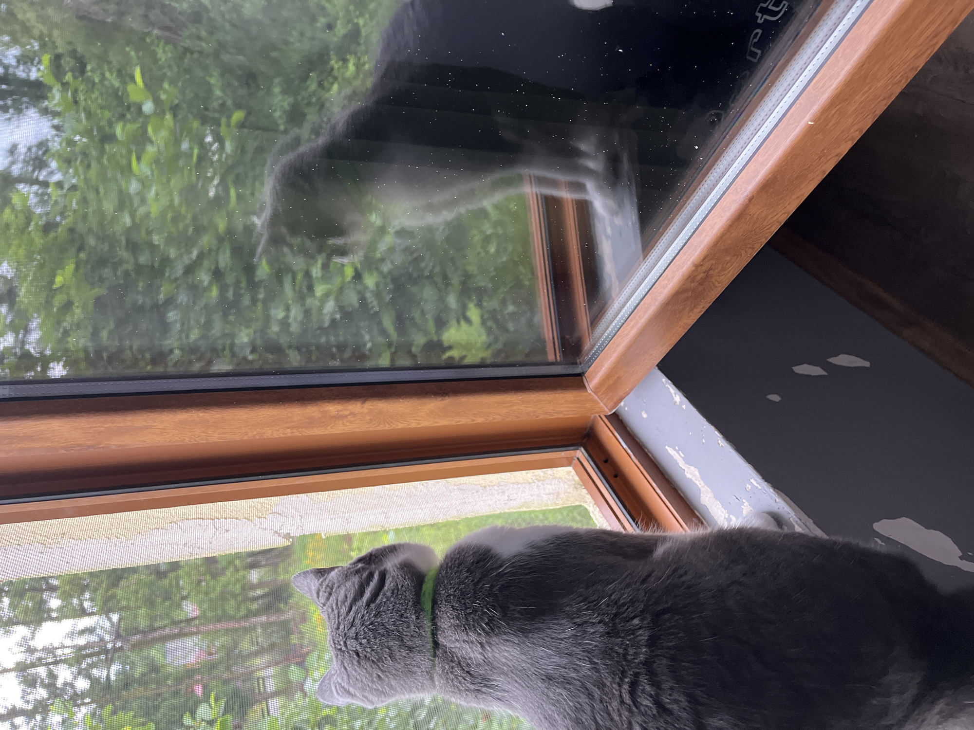 In the city of Ureki, Georgia, a gray and white cat with a green collar sits on a windowsill, looking out through a screened window at trees and foliage. The cat's reflection is visible in the glass of the adjacent window, showing another cat that is mostly black with some white markings. The windowsill is painted gray and shows signs of peeling paint. The window frames are made of wood with a light brown finish. The overall environment appears to be outdoors or a transitional space between indoors and outdoors.