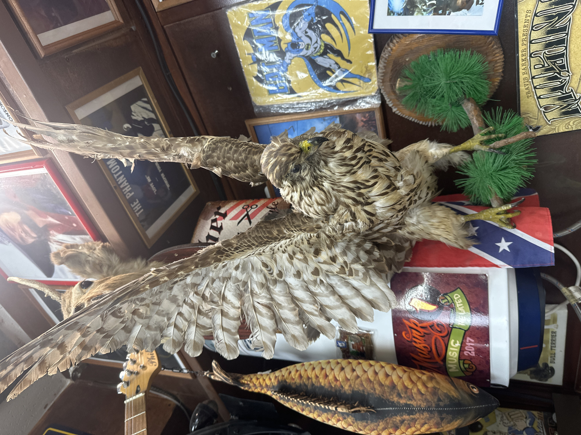 A taxidermied bird, possibly a hawk or falcon, is displayed with outstretched wings. The bird sits atop a collection of objects including a Confederate flag, a box labeled "Music Related 2017," and a decorative fish pillow. A small artificial pine tree is positioned next to the bird. In the background, there are framed pictures, a Batman image, a wicker basket, and a Travis Barker Presents item. The objects are densely arranged, giving the impression of a cluttered or curated collection. The location is not Moscow, Russia.
