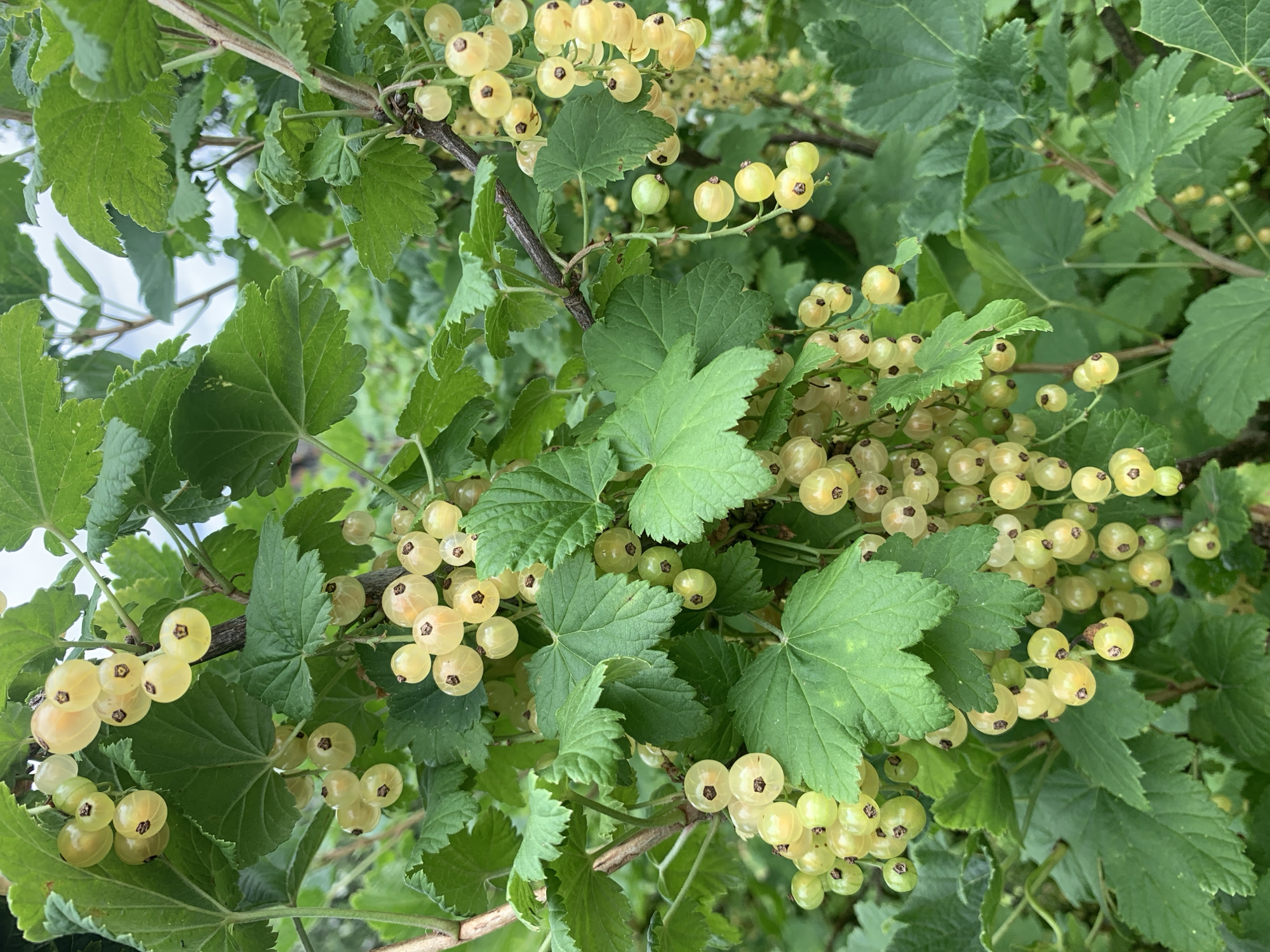 The image shows a close-up view of a white currant bush with clusters of ripe white berries hanging from its branches. The berries are translucent and have a slightly yellowish tint, with visible seeds inside each one. They are attached to thin stems, forming hanging racemes. Green leaves of various sizes and shapes surround the berries, some of which are large and lobed, while others are smaller and more delicate. The overall impression is of a healthy, fruit-laden plant. The background is blurred, suggesting a natural outdoor setting with hints of other foliage and possibly the sky. The location is specified as Відзаўскі сельскі Савет, Belarus. There are no people or animals visible in the image.