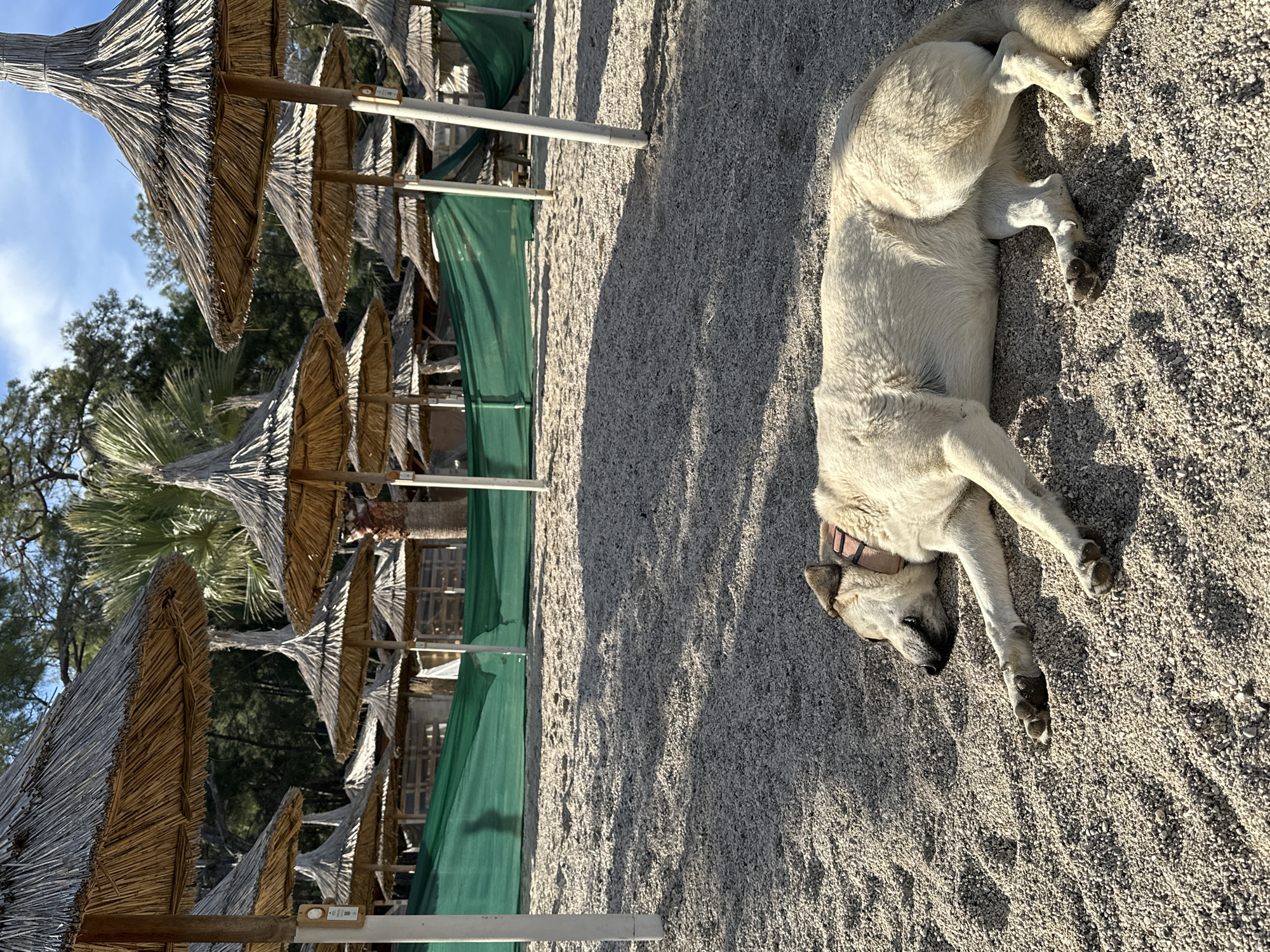 The image depicts a dog lying on a sand or pebble beach in Unknown, Türkiye. The dog is light-colored with a collar and is positioned parallel to a row of thatched beach umbrellas and green privacy screens. The ground is a mix of sand and small pebbles. The image is taken during daylight with shadows indicating strong sunlight.