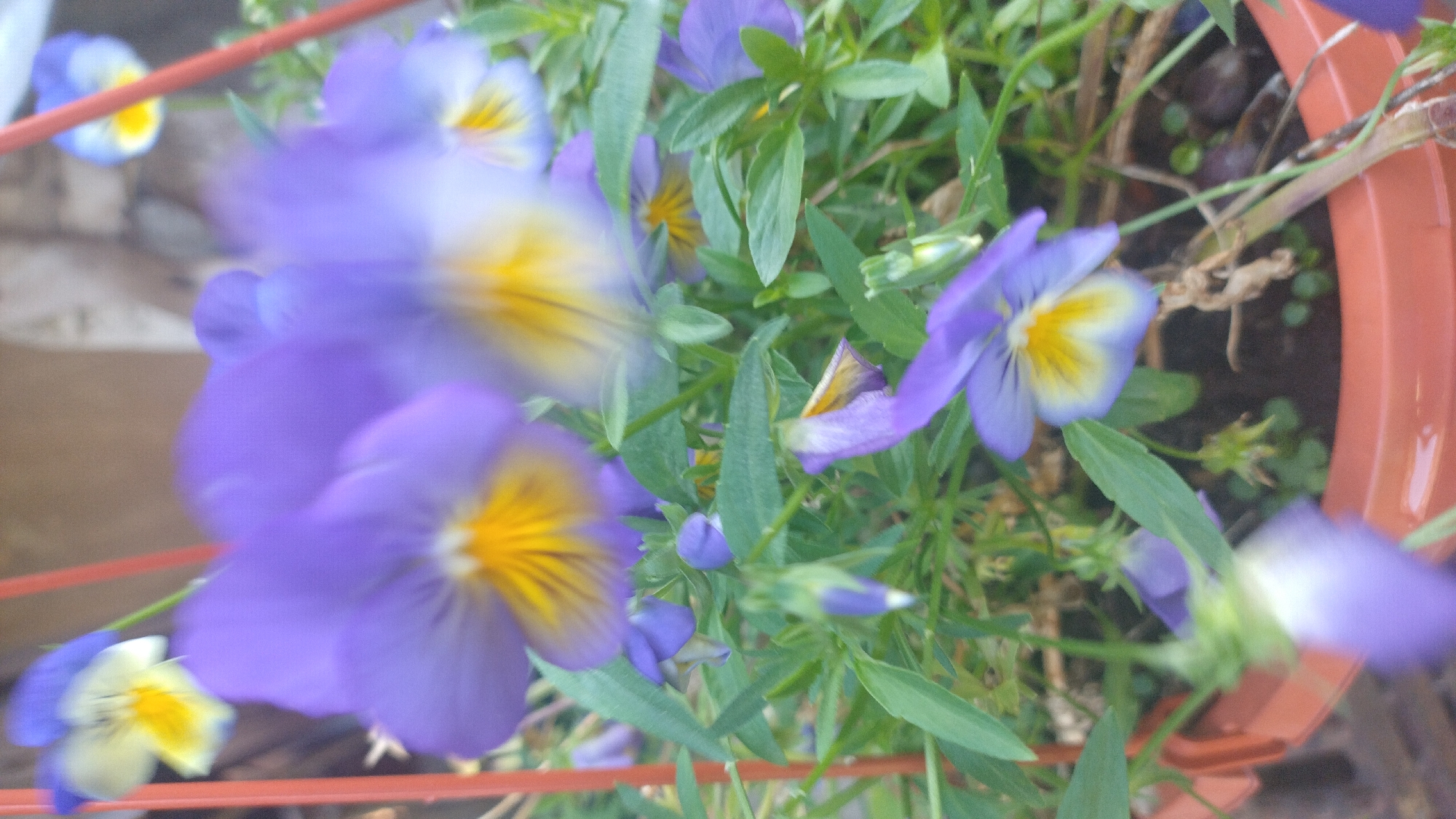 A close-up, slightly blurred shot captures a cluster of purple and yellow pansies in a terracotta pot. The flowers, with their delicate petals and distinctive yellow markings, are the central focus. Green leaves and stems surround them, creating a natural, garden-like setting. The pot appears to be made of terracotta and is filled with dark soil. The background is out of focus, suggesting an outdoor environment, possibly a garden or balcony in Tukums, Latvia. There are no people or animals visible in the image.