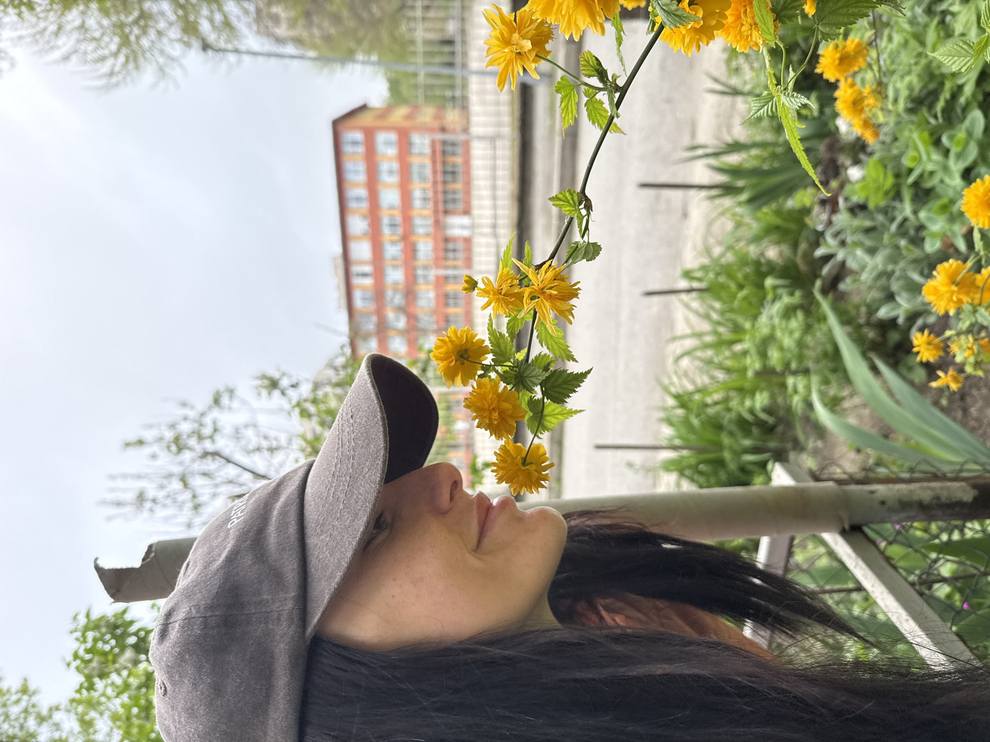 A woman with dark hair and a gray baseball cap is looking up at a branch with yellow flowers. She is partially obscured by the branch and flowers, which are the main focus of the shot. Behind her, there is a building with orange brick and white-framed windows. The scene is outdoors, with greenery visible in the background. Based on the architectural style and plant life, this photo was possibly taken in a residential area. The image does not provide enough information to confirm the location as Pleven, Bulgaria.