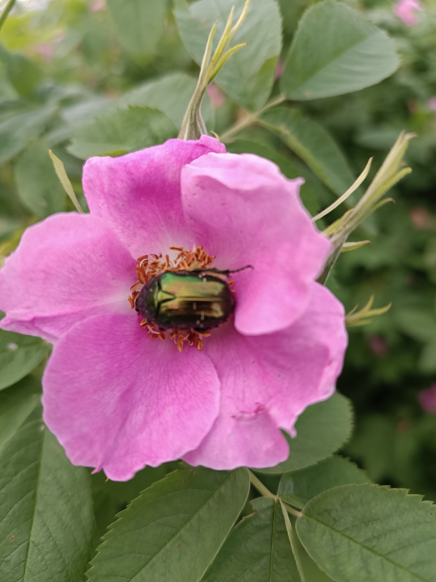 A bright pink flower with a green iridescent beetle nestled in its center is the focal point of the image. The flower appears to be a wild rose, its petals slightly ruffled. The beetle, possibly a Japanese beetle or a closely related species, is positioned among the flower's stamens. The surrounding greenery, including leaves and stems, is slightly blurred, suggesting a shallow depth of field. The location, Chaikovsky, Russia, implies this scene is likely found in a garden, park, or natural area within the city.