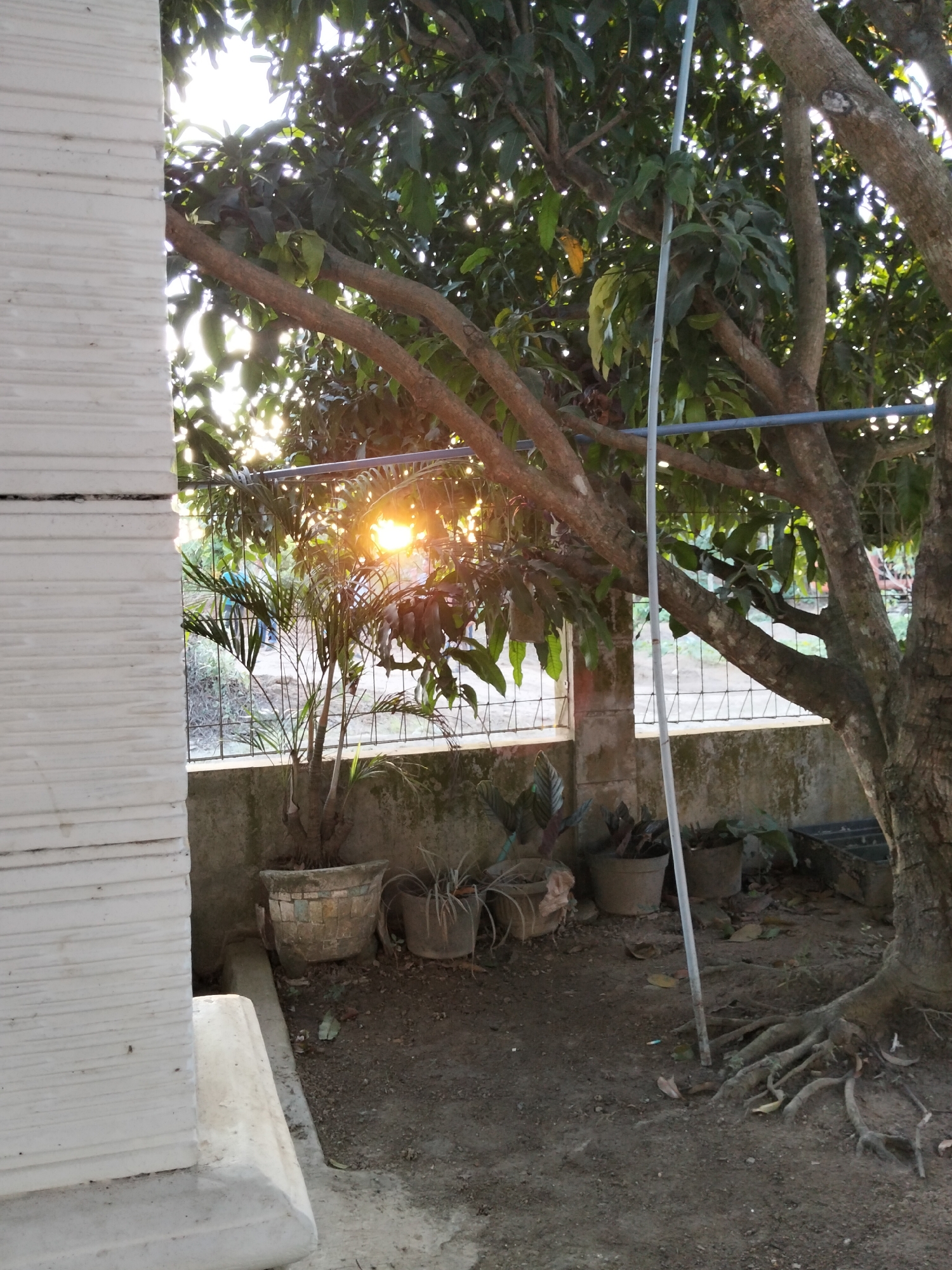 The image depicts an outdoor scene, likely a backyard or garden area, with a focus on a large tree and several potted plants. The sun is setting or rising, casting a warm glow through the leaves of the tree, creating lens flare. The ground is covered in dirt and scattered leaves. Several potted plants are visible, including a small palm tree in a decorative pot. A concrete wall with a wire fence behind it forms the background. To the left of the image, a white textured wall, possibly part of a building, occupies the foreground. The scene is devoid of any people or animals, suggesting a quiet, undisturbed moment. The environment appears to be tropical, given the presence of lush greenery and the warm sunlight. The location in Payagaboh, Indonesia, further suggests a humid and warm climate.