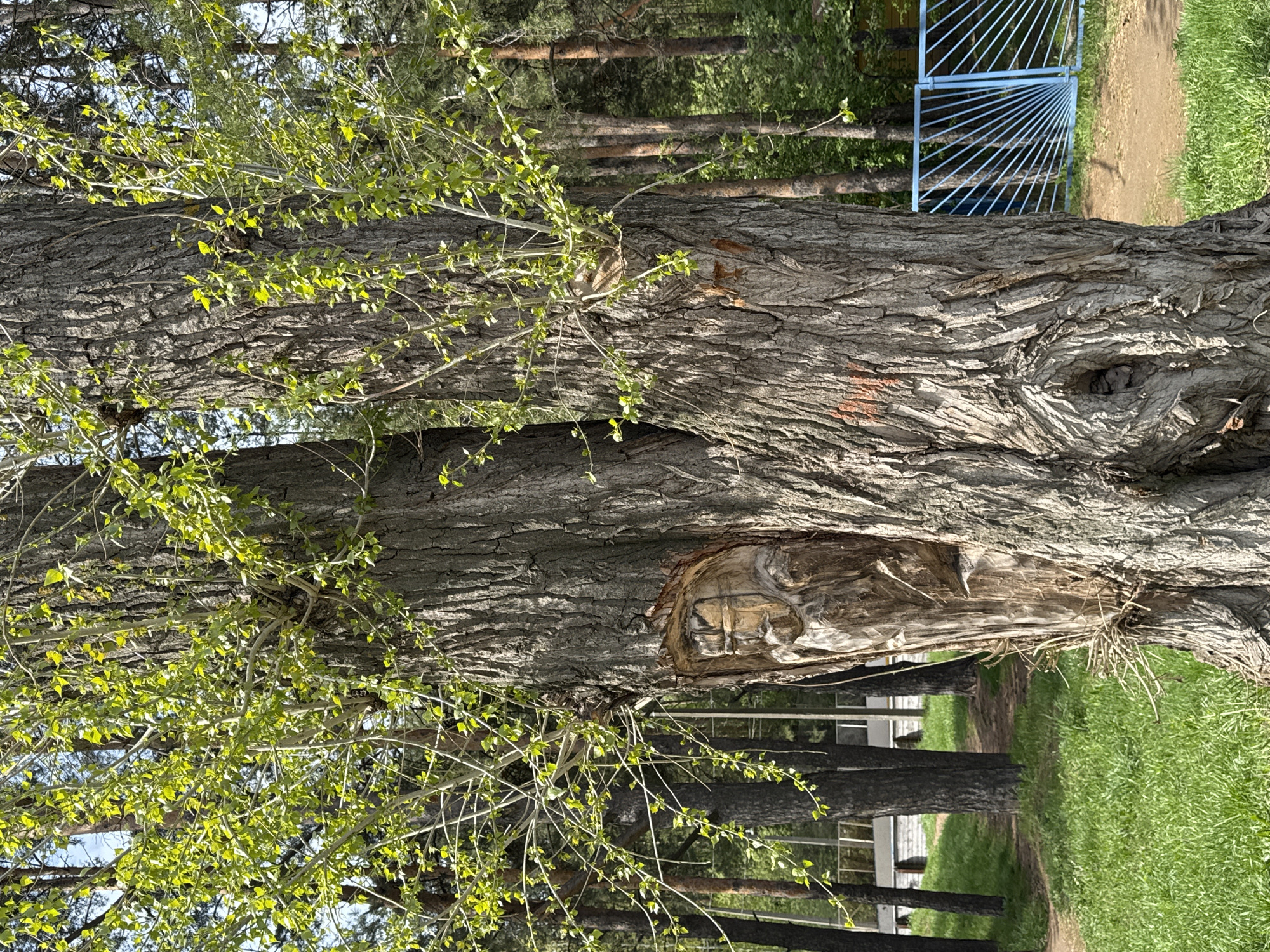 This image shows a large tree with textured bark, new green leaves on thin branches, and a carved-out section revealing the inner wood. In the background are tall, thin trees with dark trunks, a blue metal gate or fence, green grass, and a dirt path. The location may be in or near Chaikovsky, Russia, given the information provided. The image is rotated 90 degrees counter-clockwise.