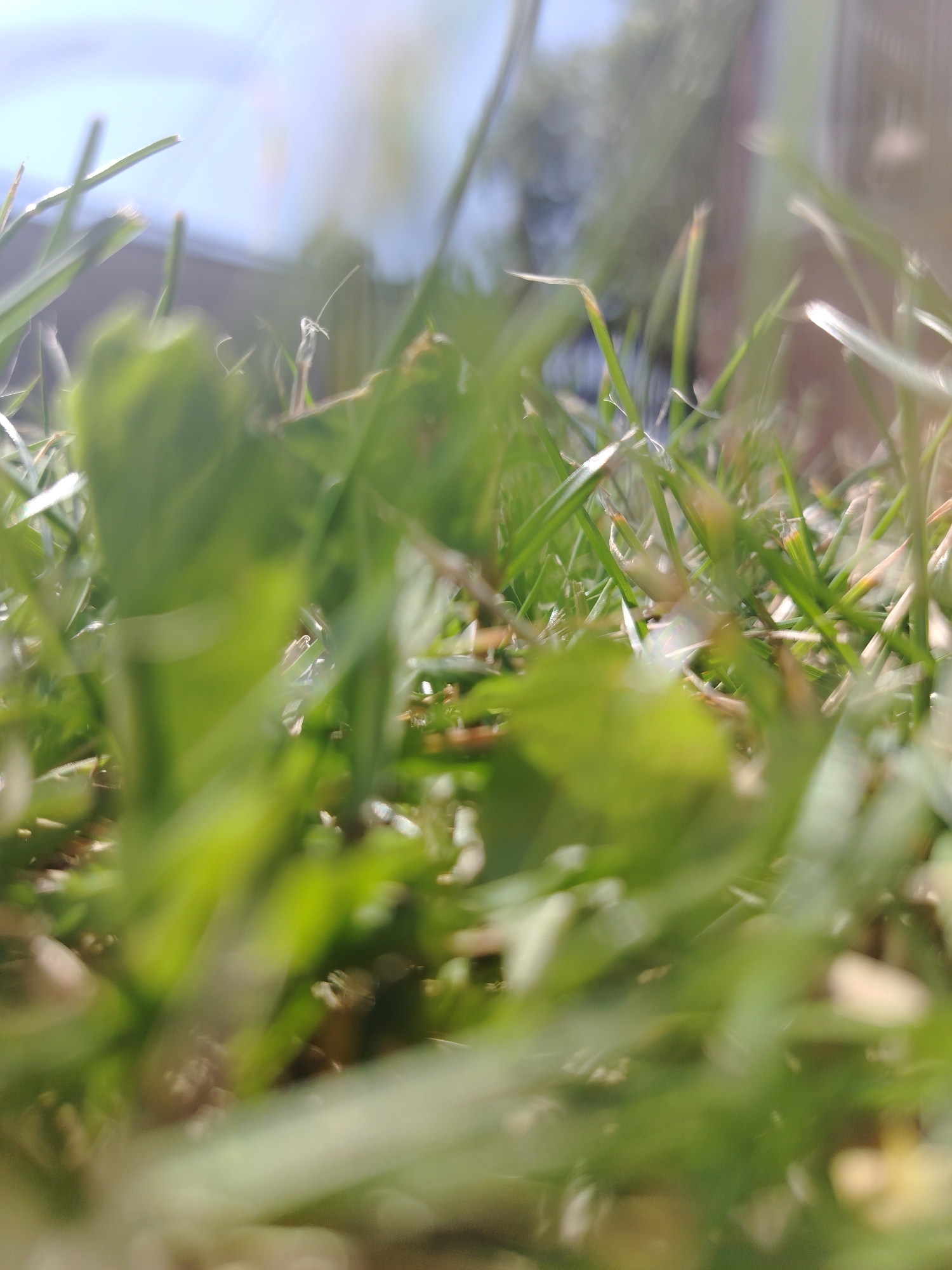 The image is a close-up, low-angle shot of green grass. The focus is shallow, with most of the blades of grass appearing blurred. In the background, parts of a building and the sky are visible, also out of focus. The scene is outdoors and appears to be a sunny day, indicated by the lighting. There are no people or specific objects that can be identified clearly due to the blurriness. The image is undated and uncategorized. The location in Molodiia, Ukraine is not discernible from the visual information provided.