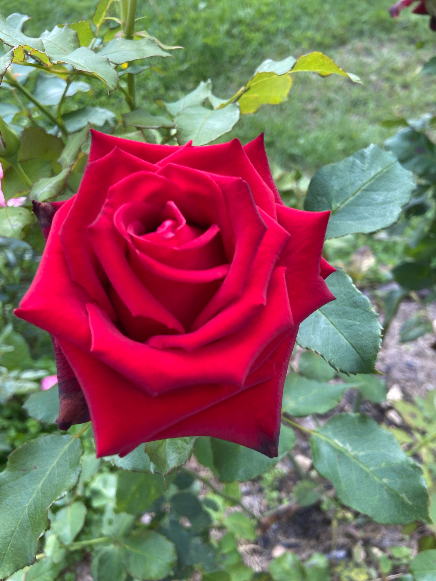 The image shows a close-up, slightly overhead view of a vibrant red rose in bloom. The rose is the primary subject, with its velvety petals unfurling in a spiral pattern. The rose is set against a blurred background of green foliage and some glimpses of dry earth and small stones. The lighting suggests it is daytime, likely outdoors in a garden or natural setting. No people are visible, and the rose appears to be healthy and fully open. The scene is focused solely on the flower and its immediate surroundings. The image does not provide any information about the city of Зимородок Днп, Russia.