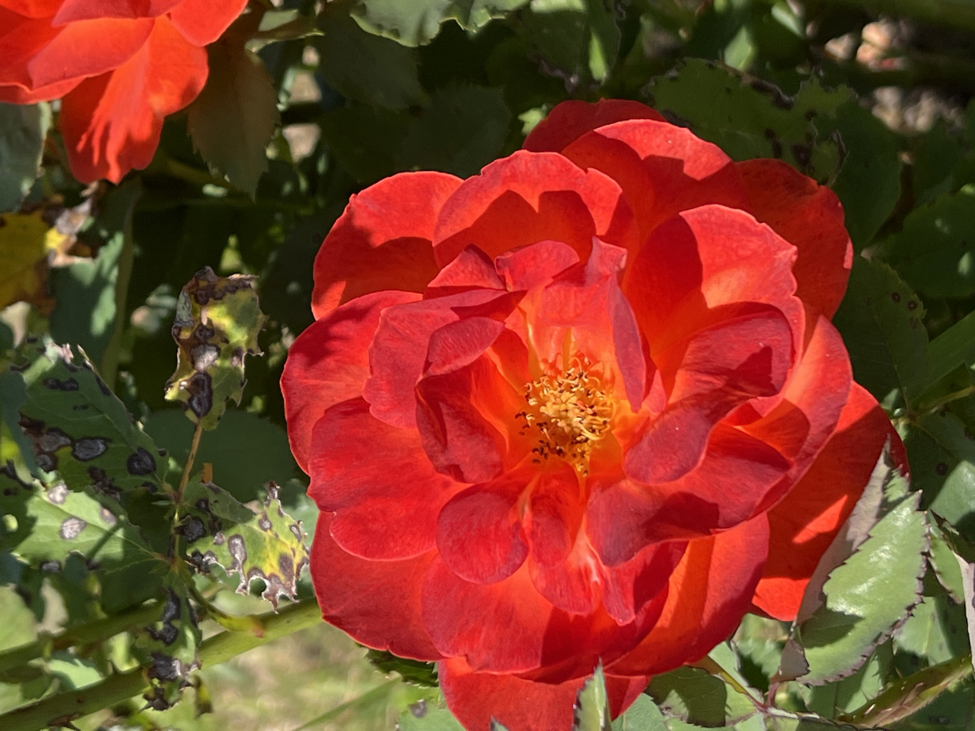 A close-up, high-angle outdoor shot captures a vibrant red rose in full bloom. The rose, with its numerous layered petals, is the primary subject, taking up the majority of the frame. The center of the rose reveals yellow stamens. Surrounding the rose are green leaves, some of which show signs of disease or damage with dark spots and yellowing edges. In the background, out of focus, another red rose bloom is partially visible, suggesting a garden setting. The lighting suggests a sunny day, casting shadows on the petals and leaves. The scene is devoid of any human presence or activity.