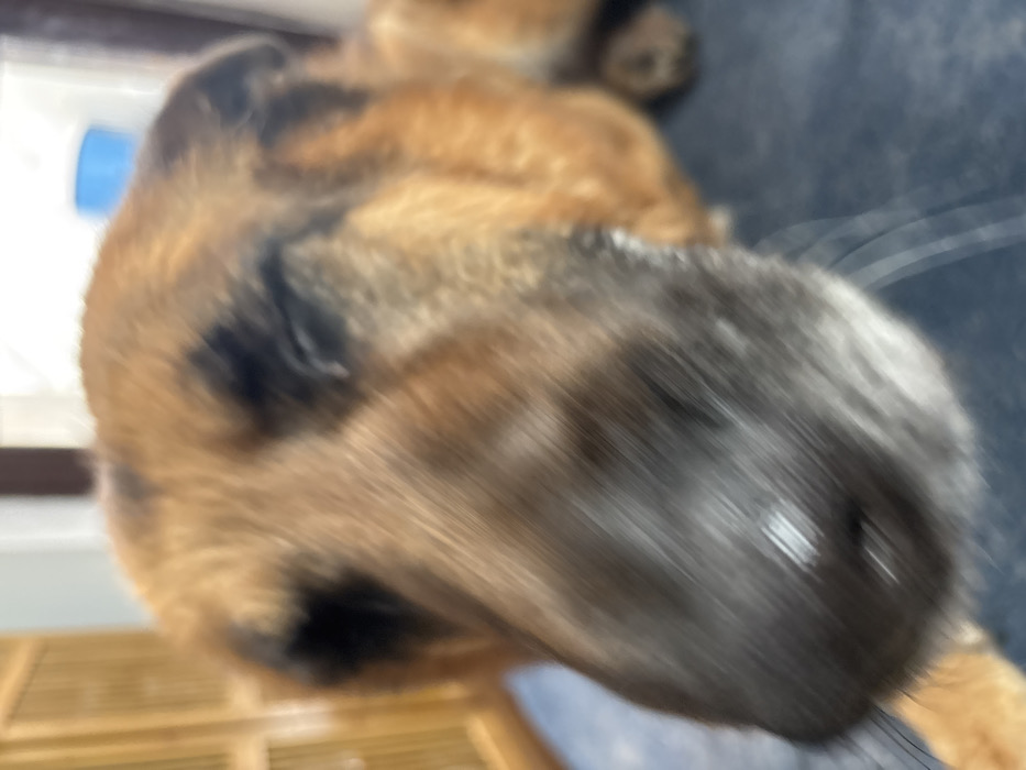 A close-up photograph, characterized by significant motion blur, captures the head of a dog within an indoor setting in the city of Novoe Nadyrovo, Russia. The dog exhibits a tan and brown coat with distinct black markings, particularly around the orbital and auricular regions. Both eyes are observed to be closed. A small quantity of white discharge is present at the medial canthus of the left eye. The prominent nasal planum is black and displays a moist appearance. Whiskers are discernible, originating from the muzzle area. The animal is situated upon a dark blue or grey textile surface. The blurred background contains a light brown, vertically slatted wooden structure on the left side and indeterminate white and blue objects toward the right.